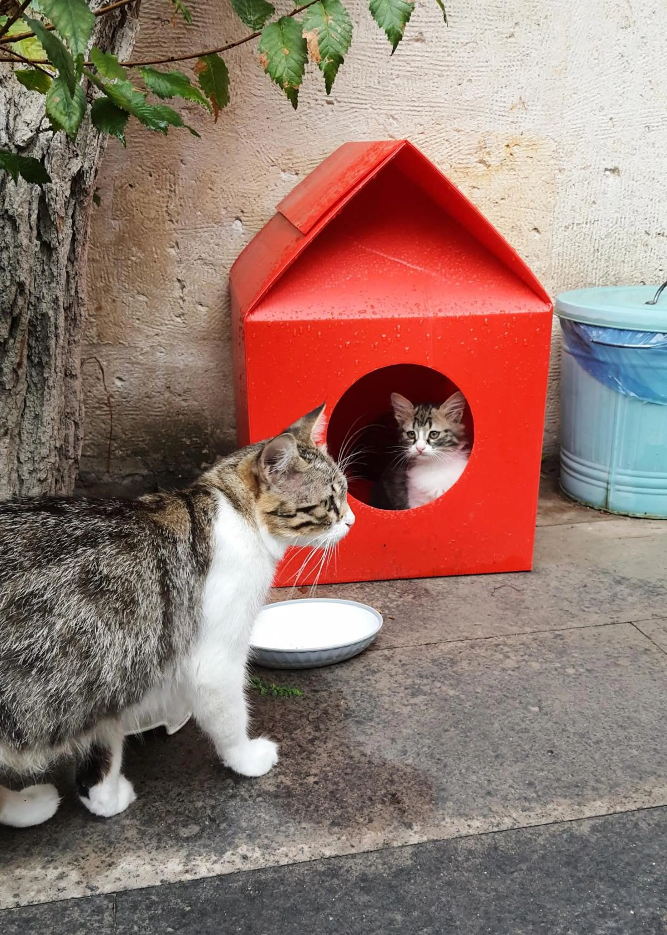 Garden in Karadut Cave Hotel