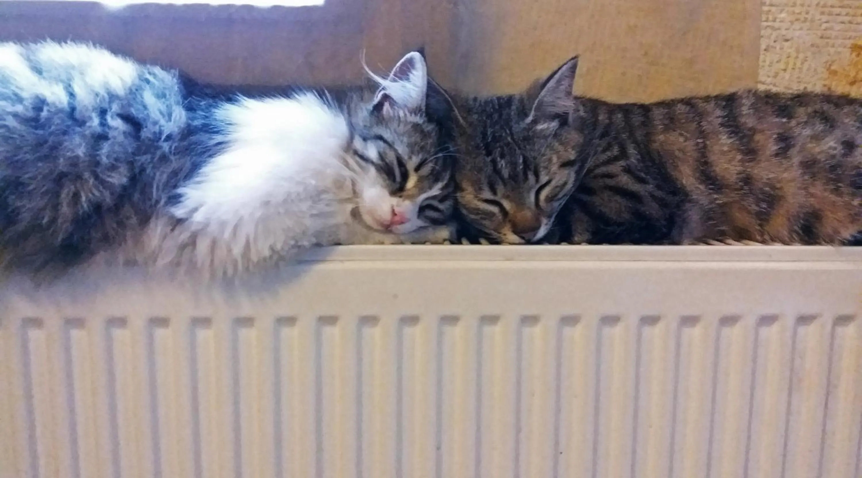 Pets in Karadut Cave Hotel