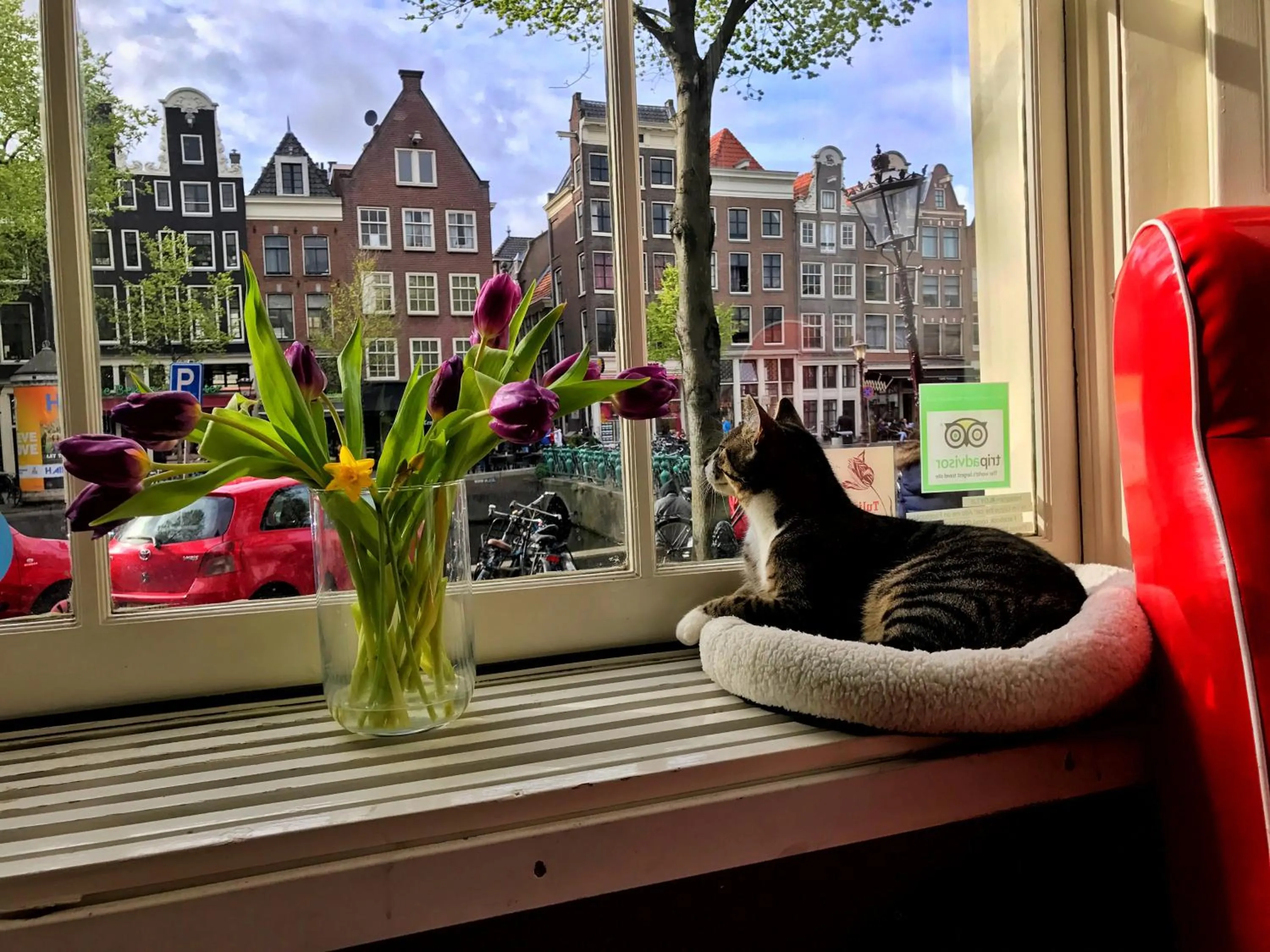 Pets in Tulip of Amsterdam