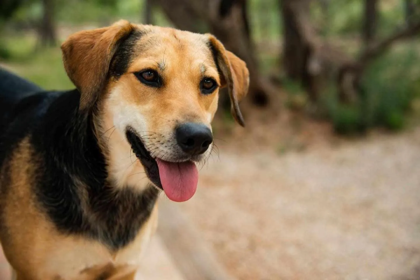 Animals in B&B Masía Aitona