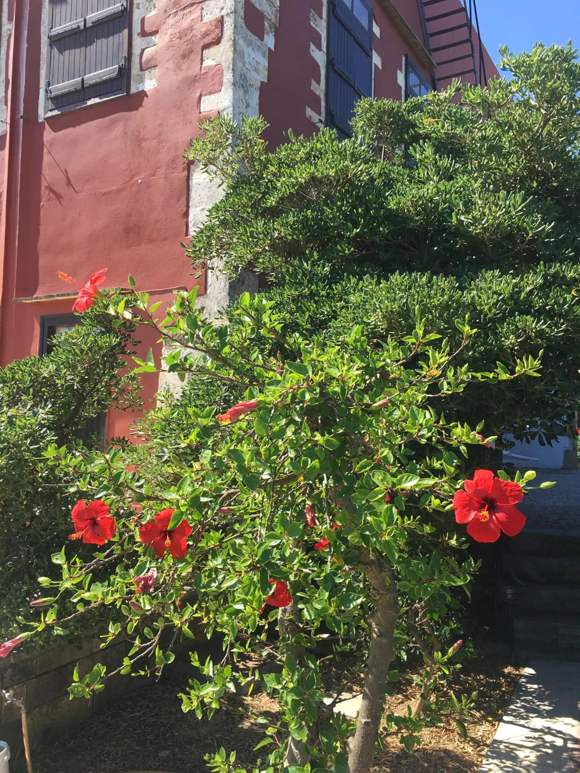 Garden in Oasis Guesthouse