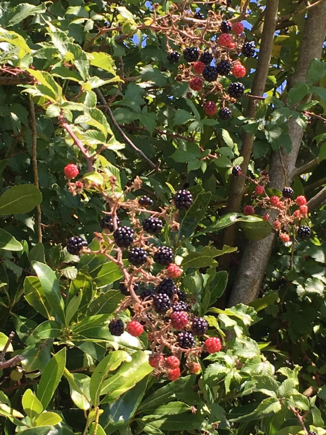 Quinta das Mineirinhas