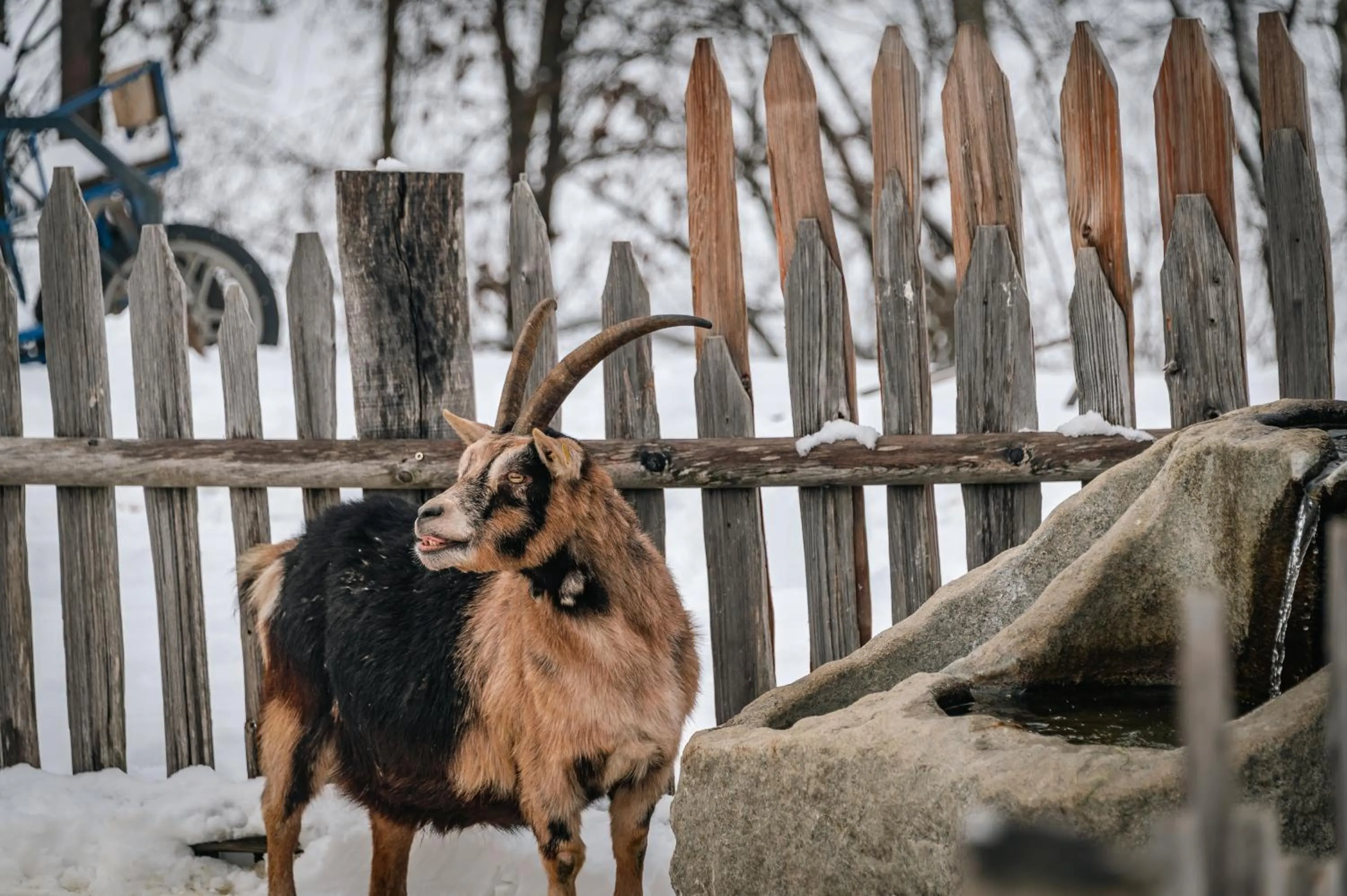 Animals in Panoramahotel Huberhof