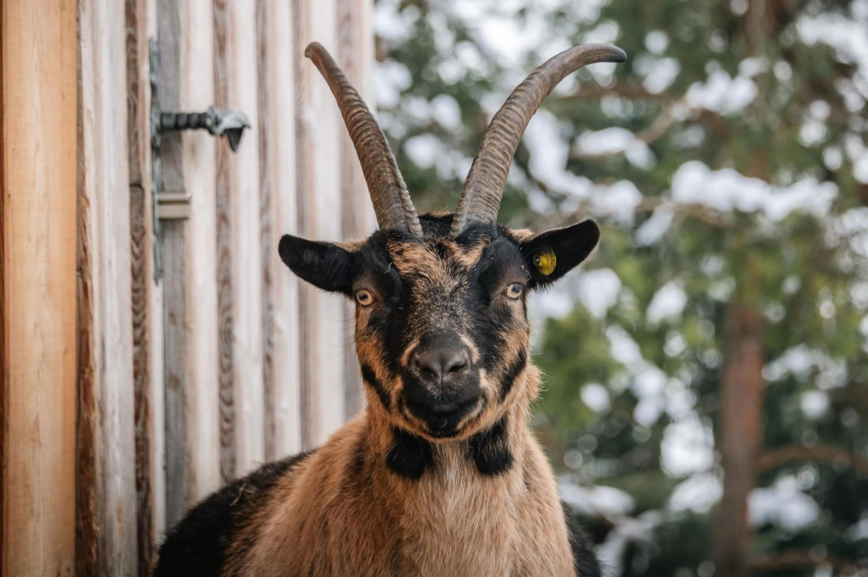 Animals in Panoramahotel Huberhof