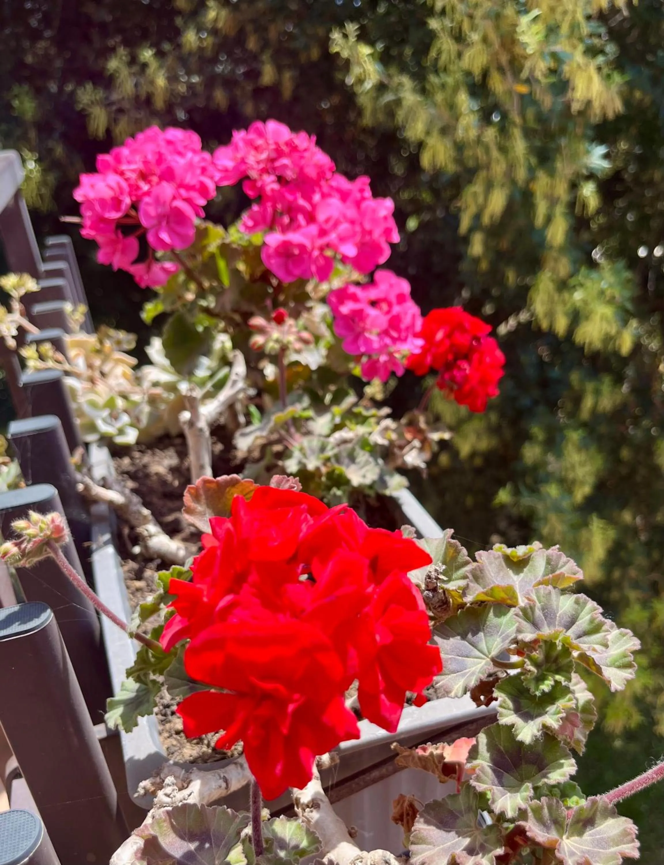 Garden view in I Lecci Guesthouse