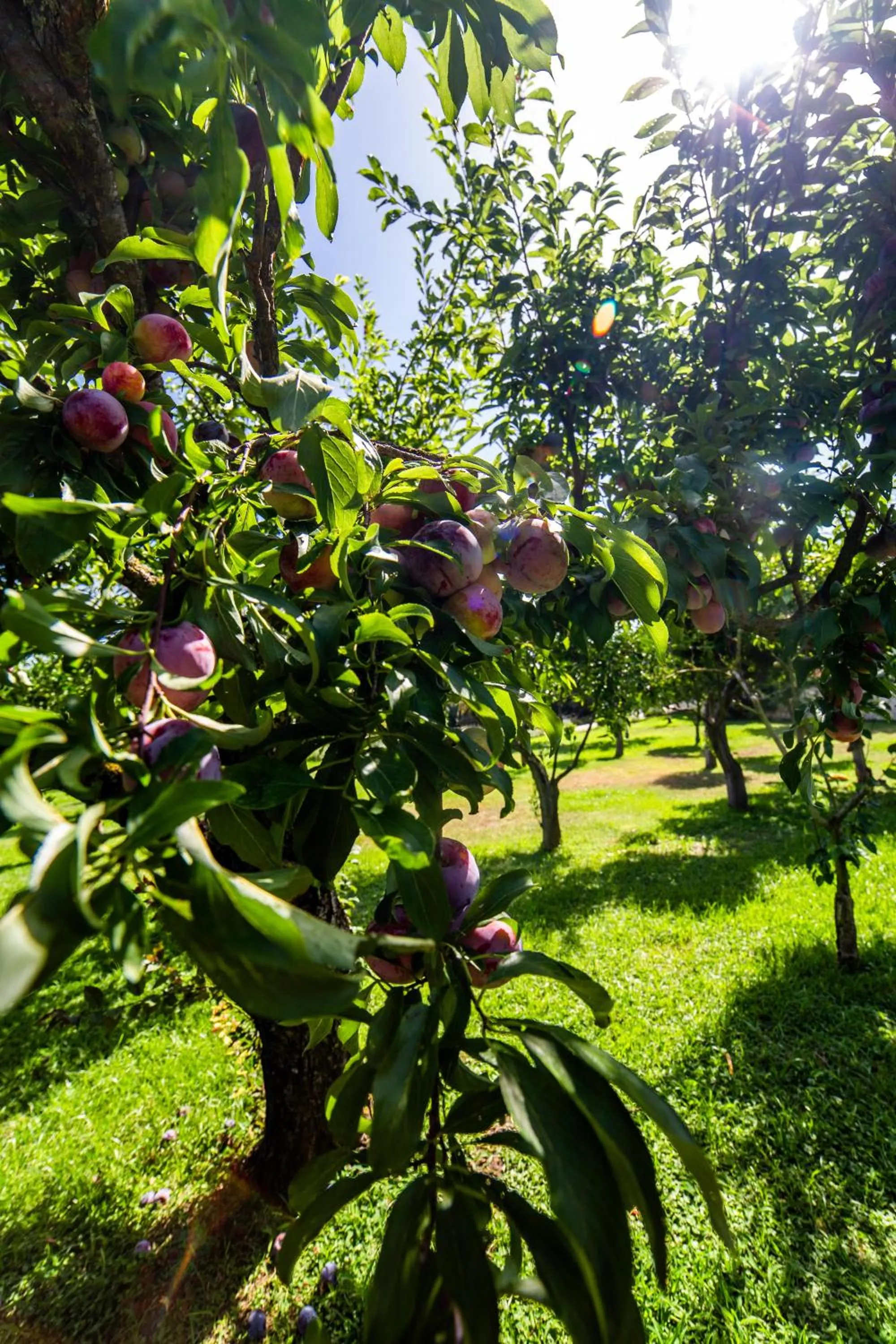 Garden in I Lecci Guesthouse