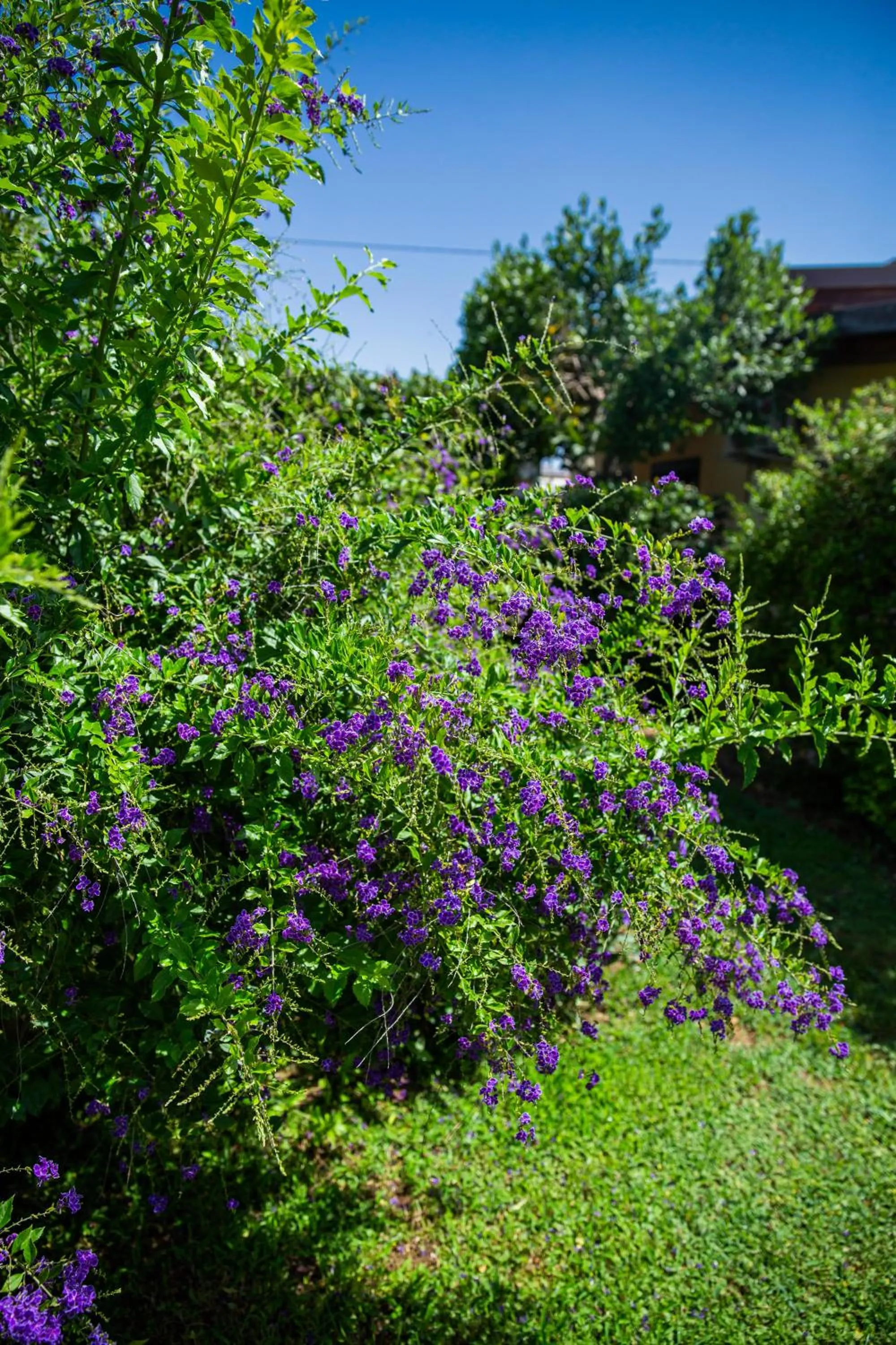 Garden in I Lecci Guesthouse