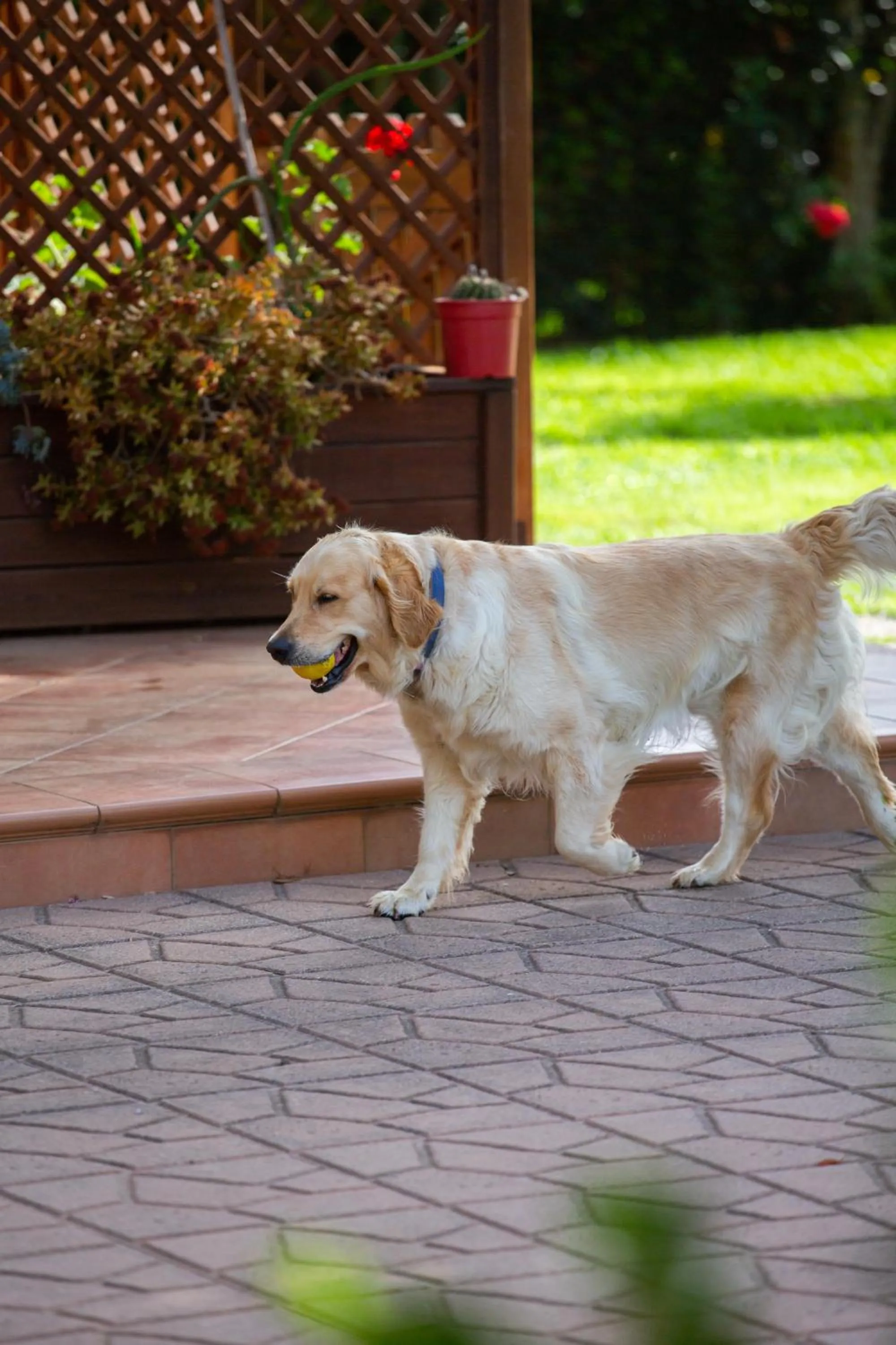 Pets in I Lecci Guesthouse