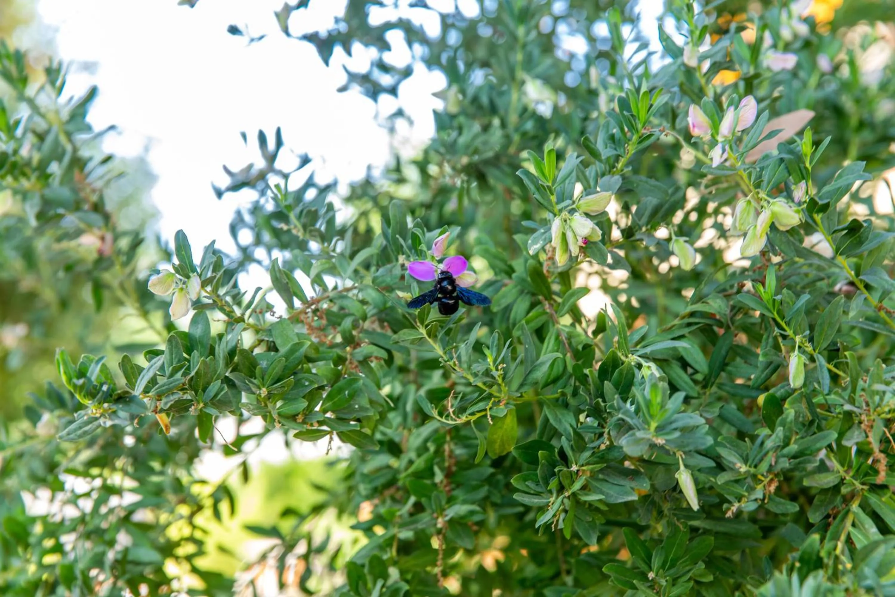 Garden in I Lecci Guesthouse
