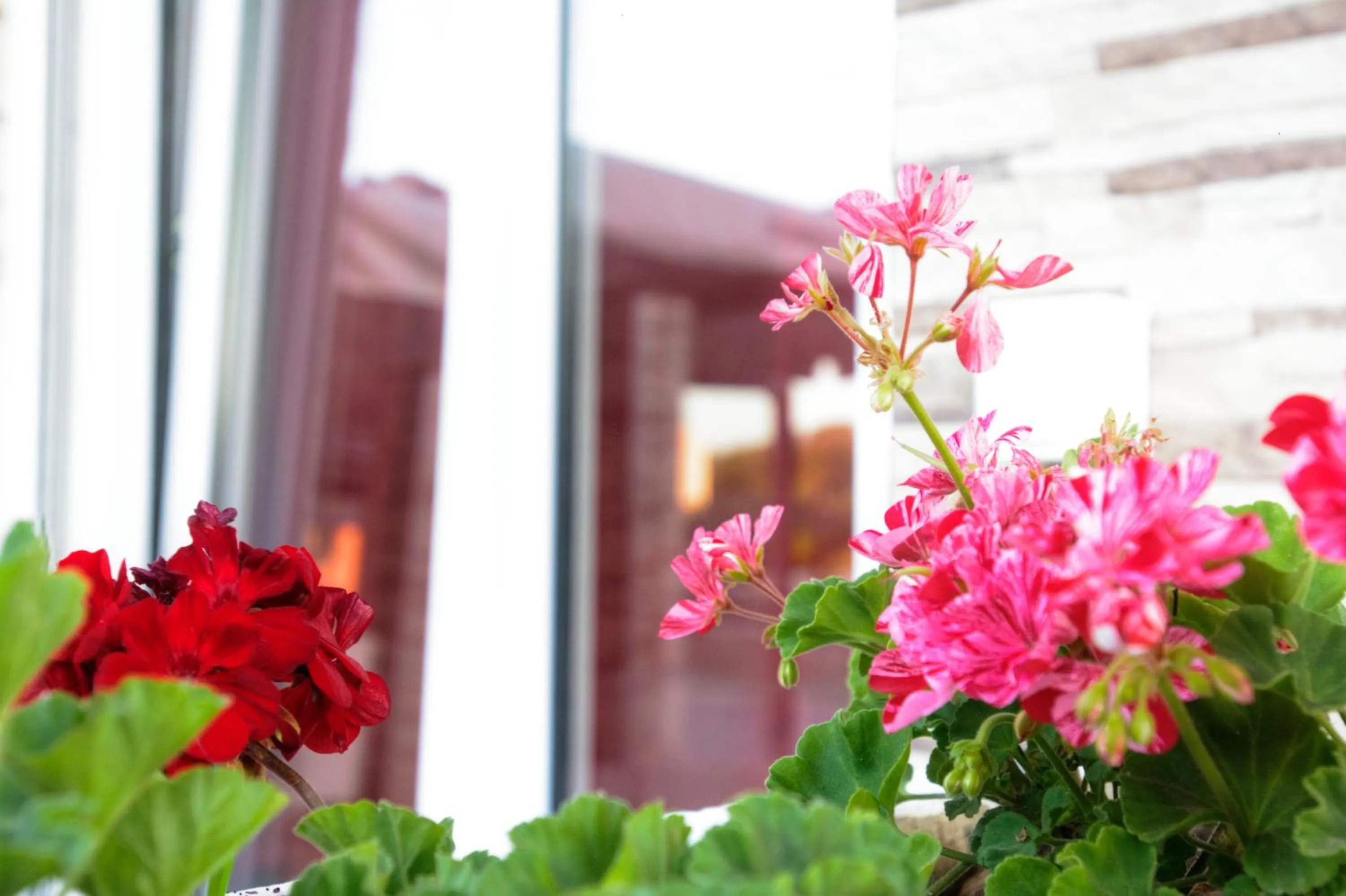 Garden in Spiridoula's Apartments Corfu