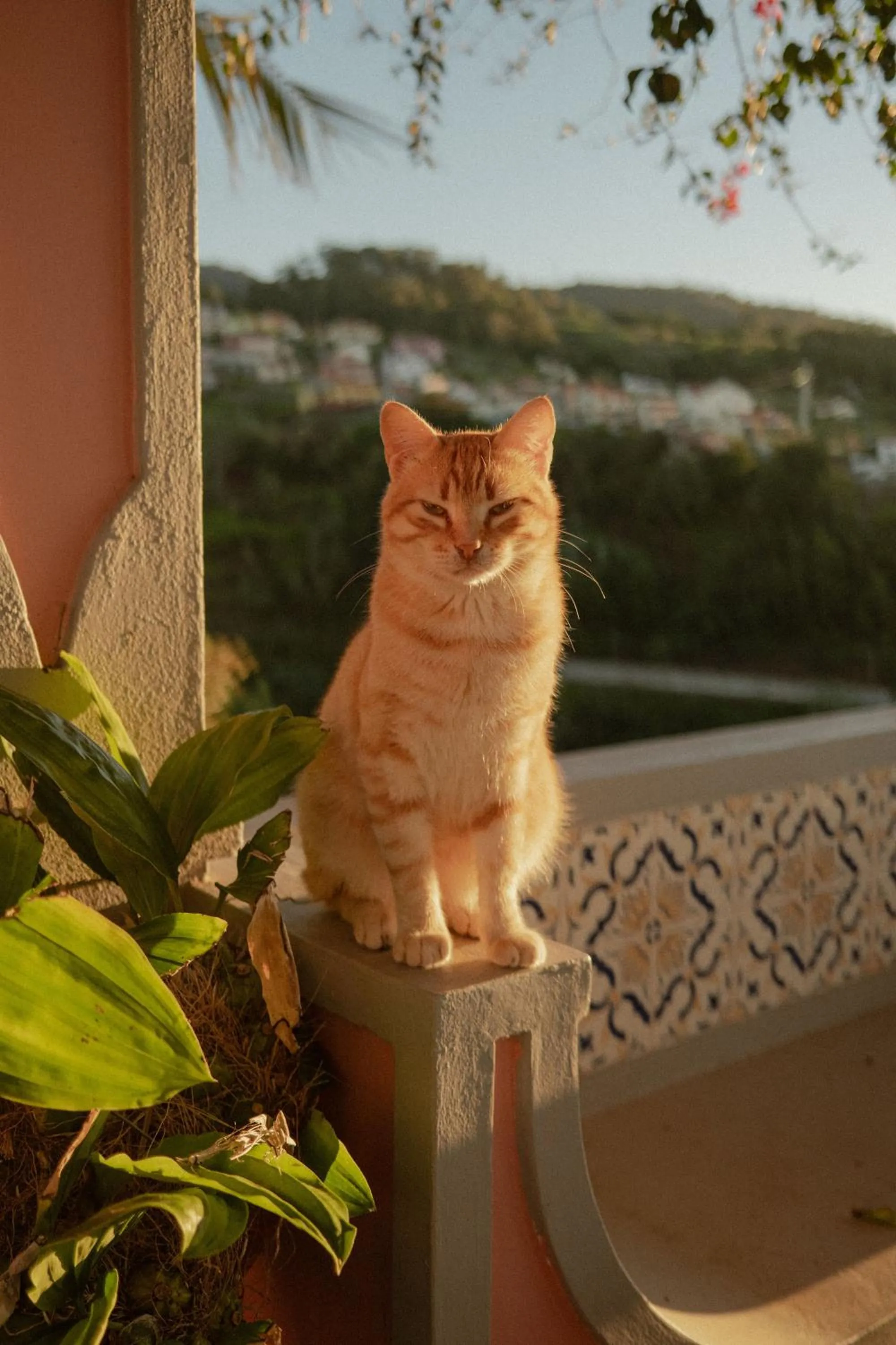 Pets in Villa Alto Boutique Hotel