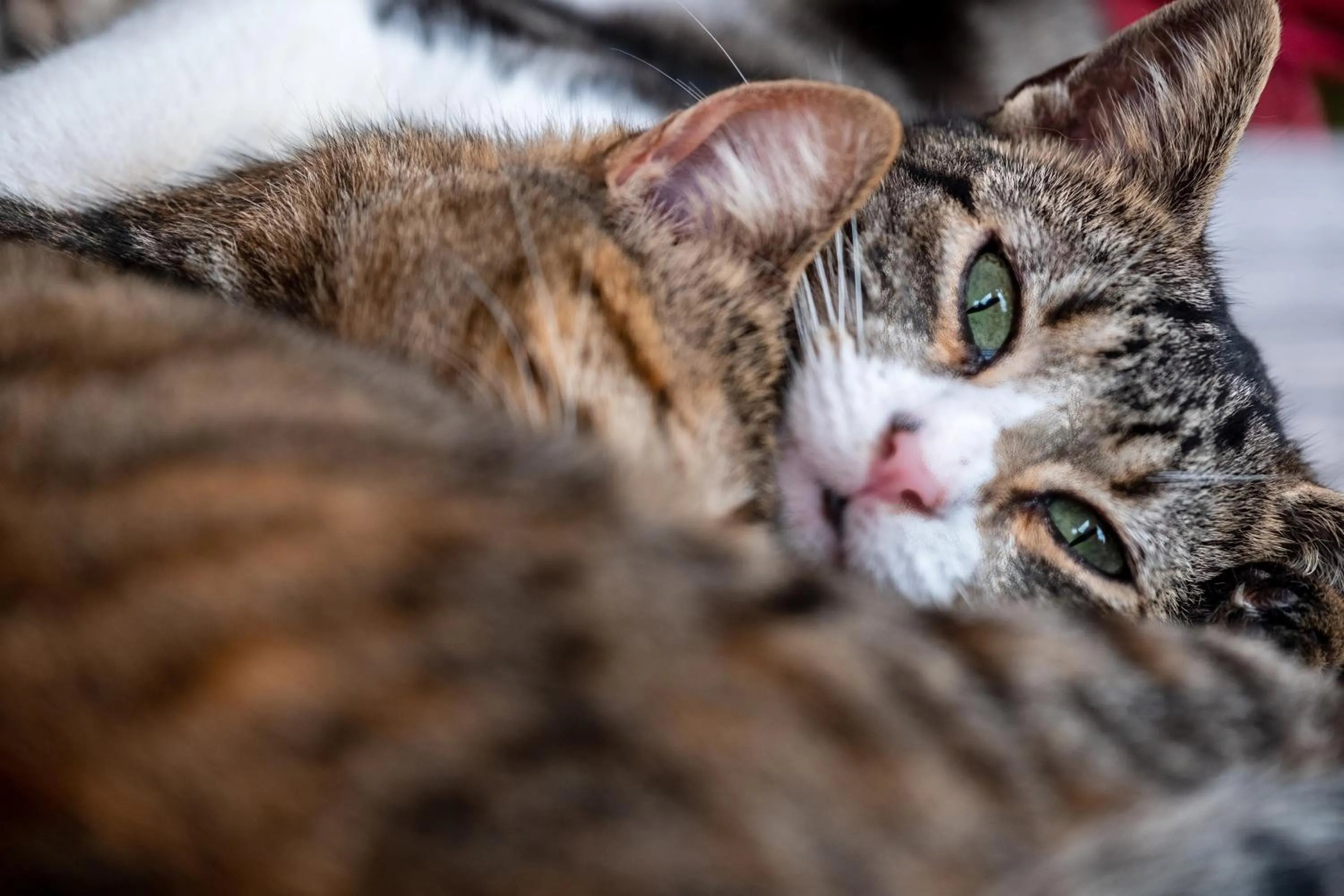 Property building in Villa Alto Boutique Hotel