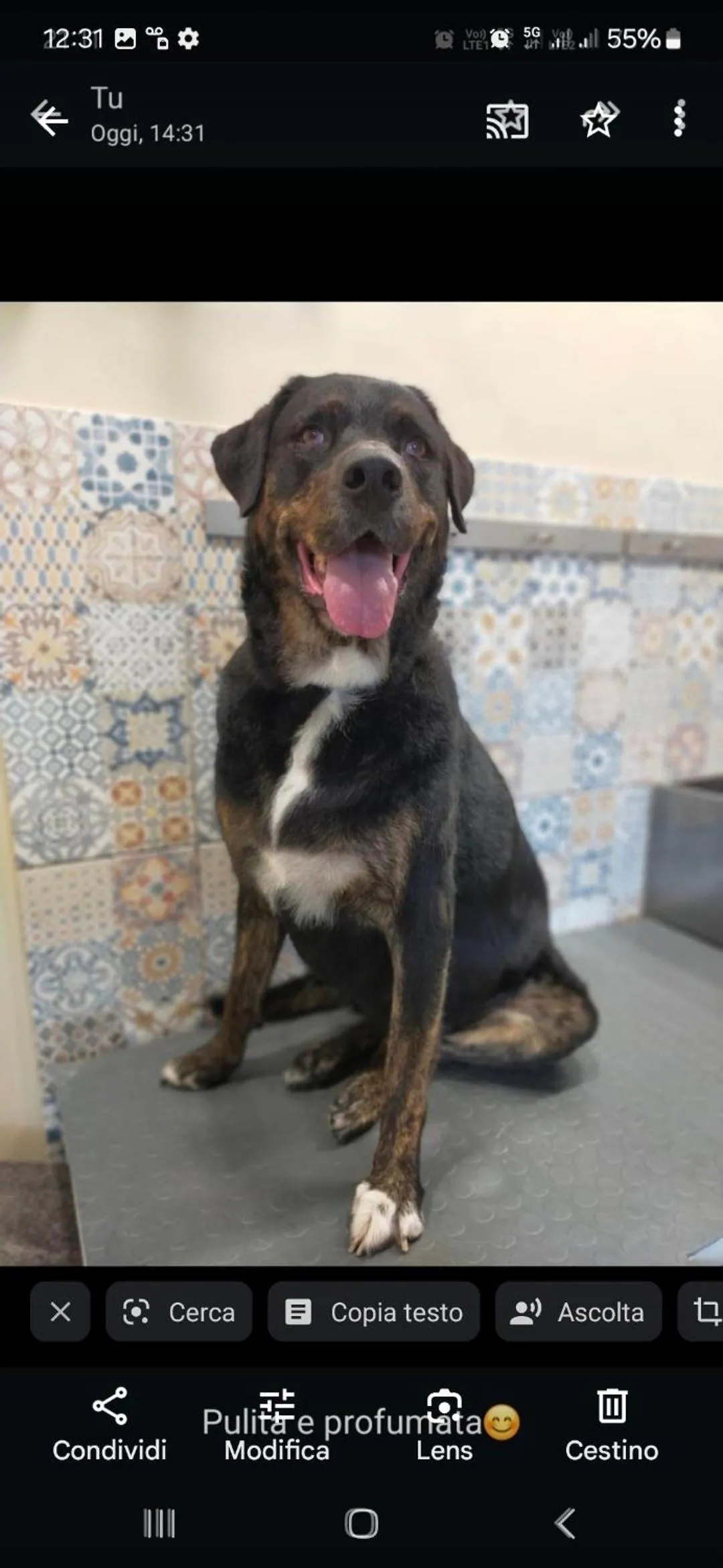 Pets in B&B GALLETTO