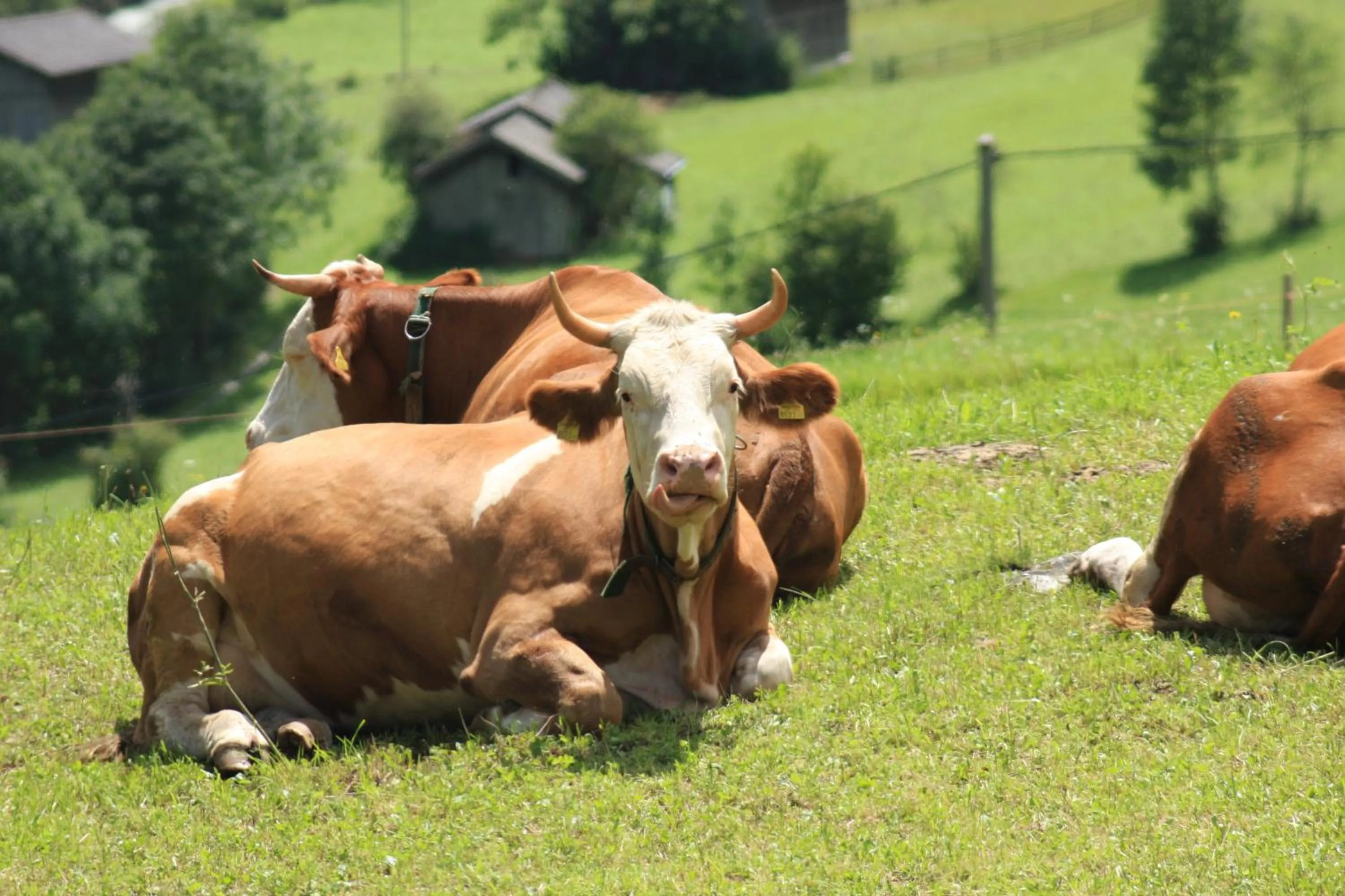 Animals in Omesbergerhof
