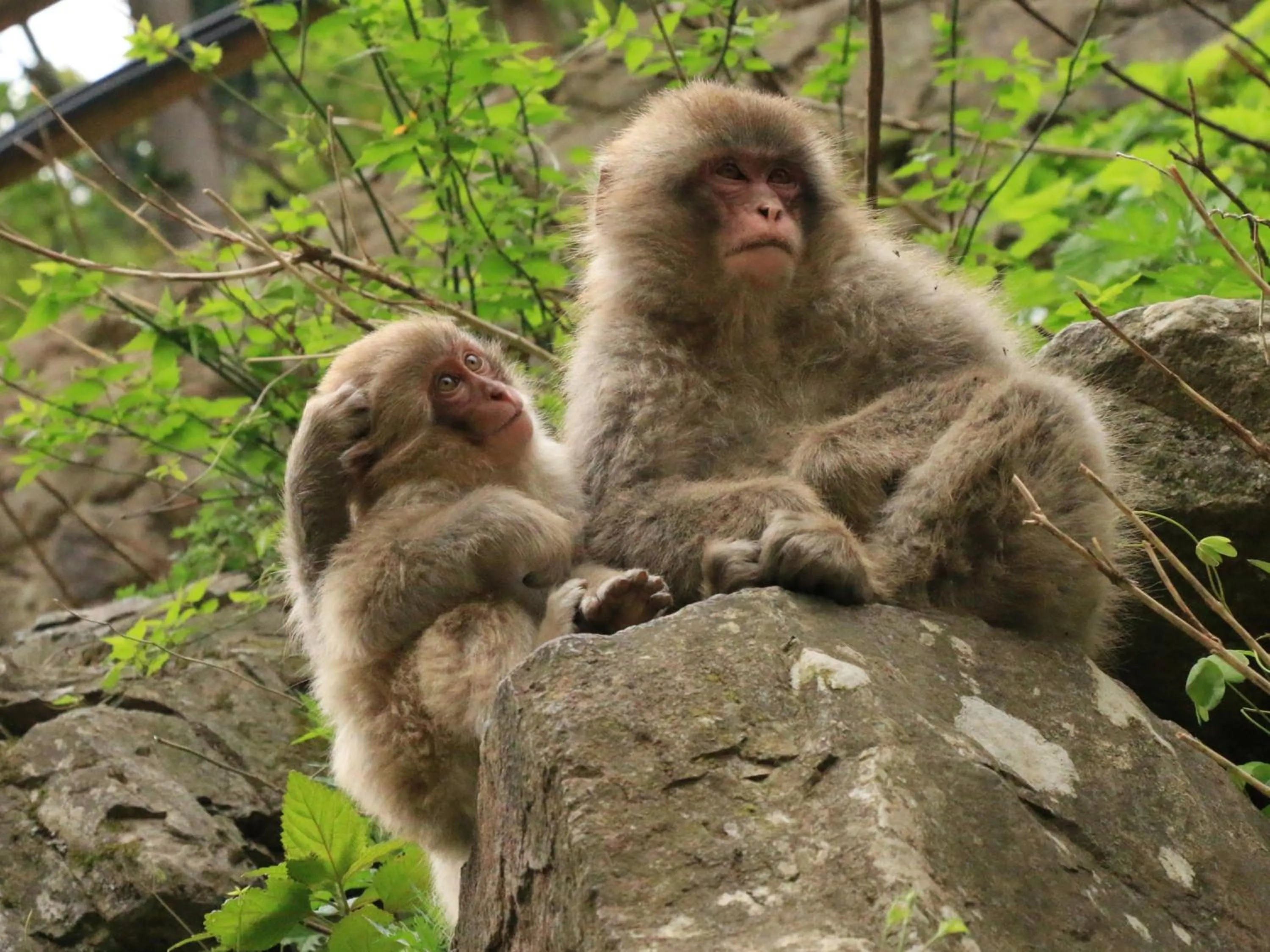 Nearby landmark in Minshuku Miyama