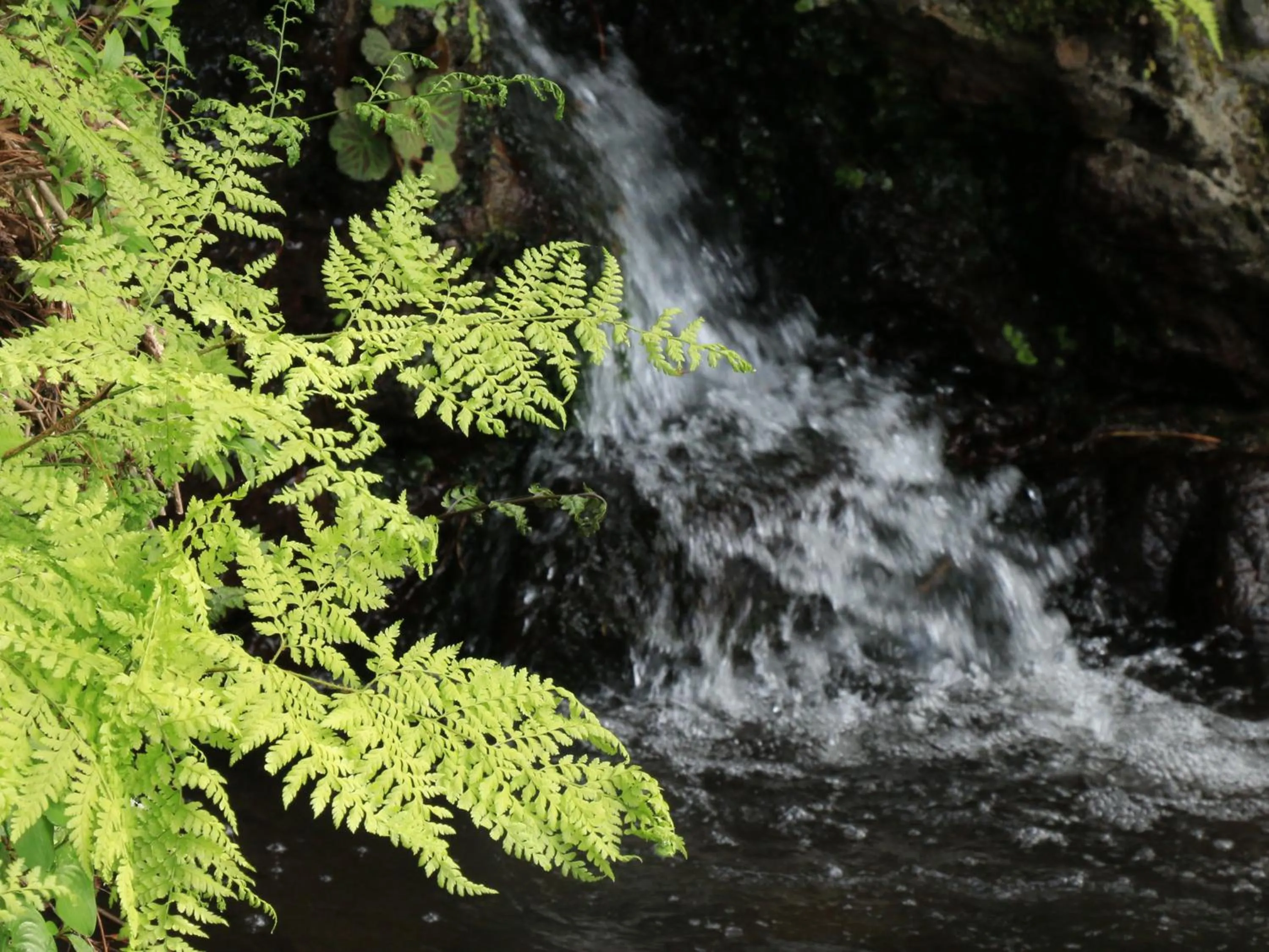 Garden in Minshuku Miyama