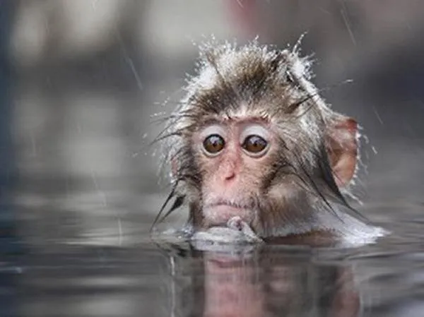 Area and facilities in Yudanaka Tawaraya Ryokan