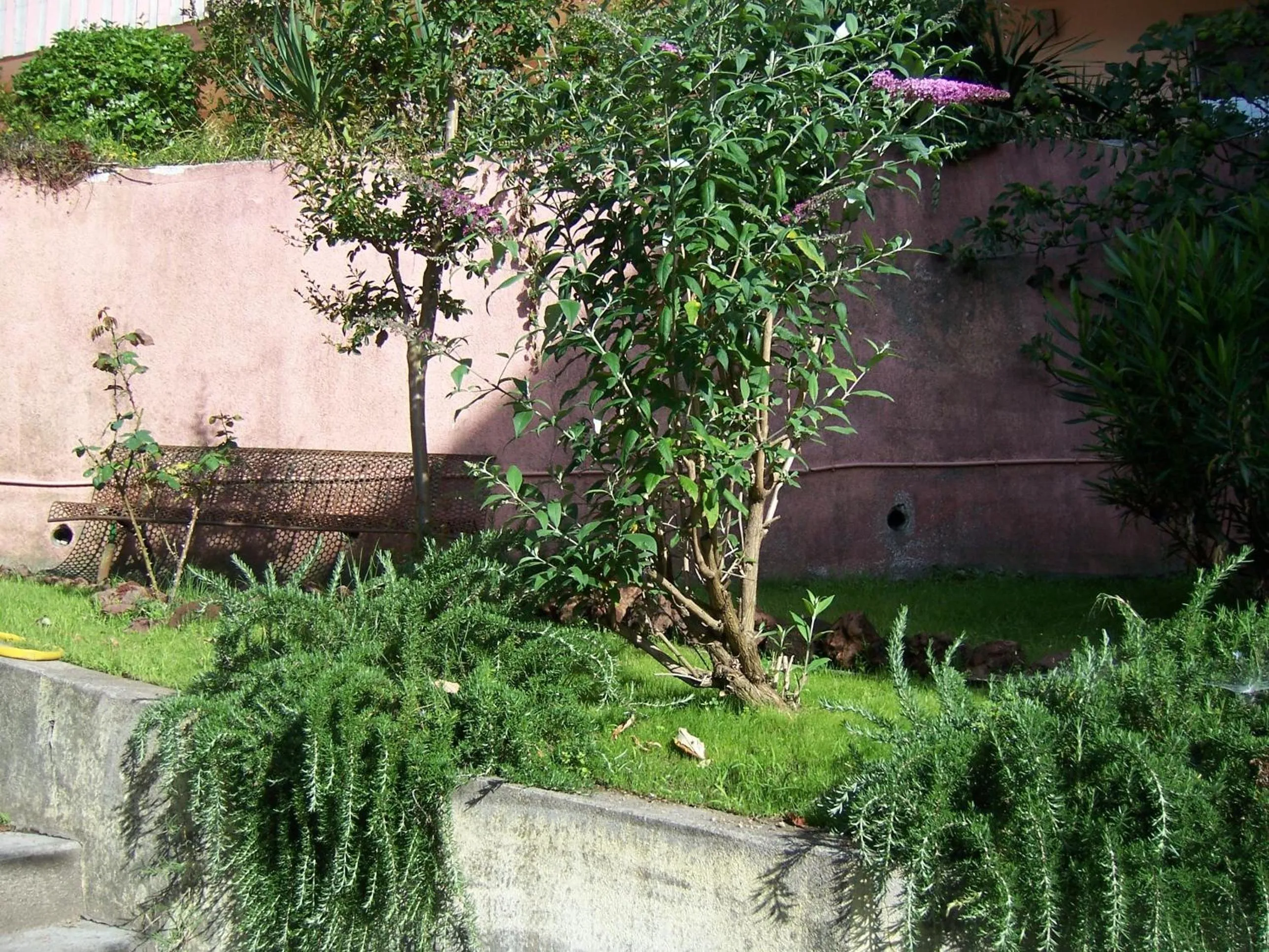 Garden in Hotel Saint Jacques