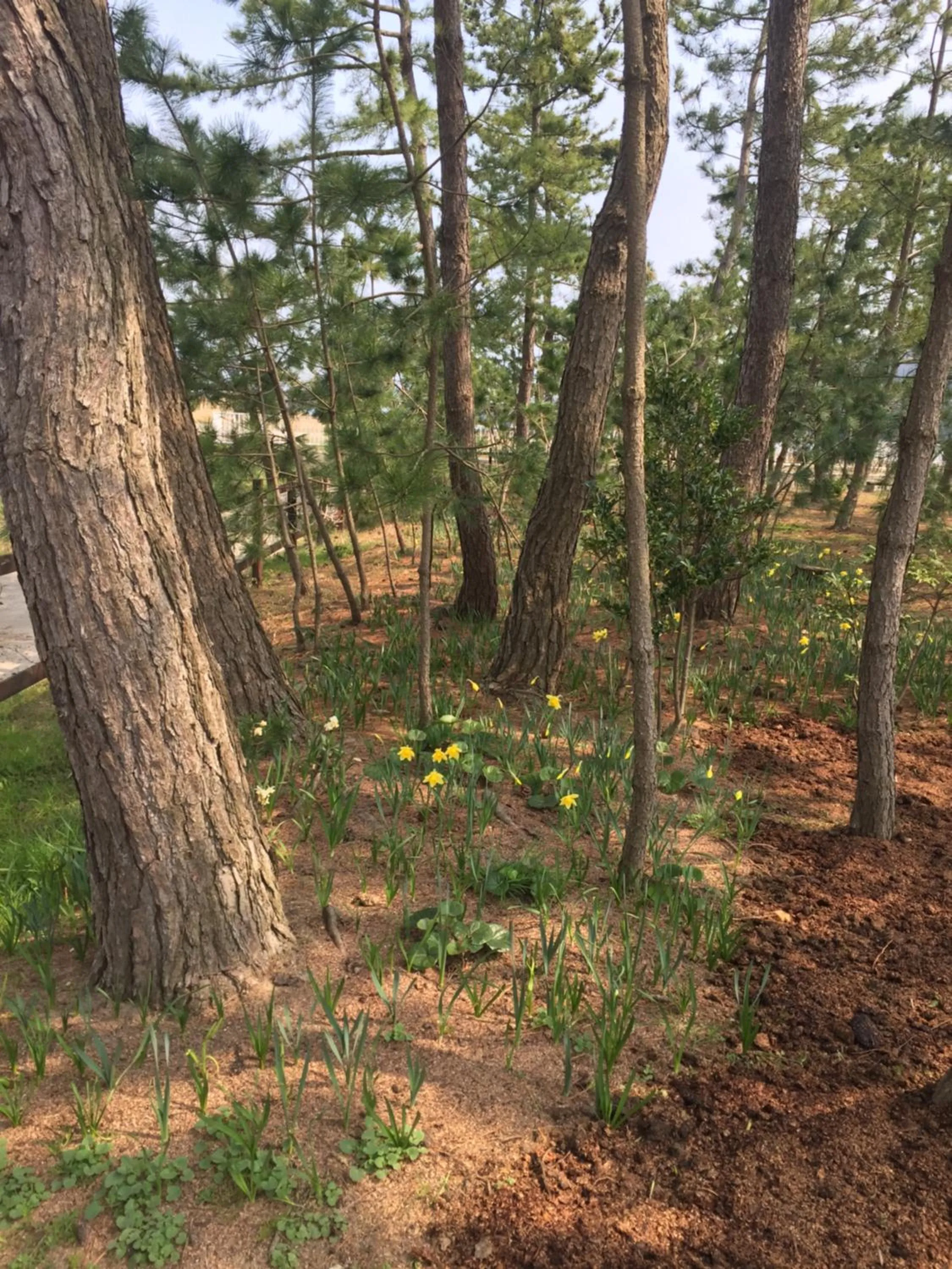 Garden in Waterside Cottage Heron