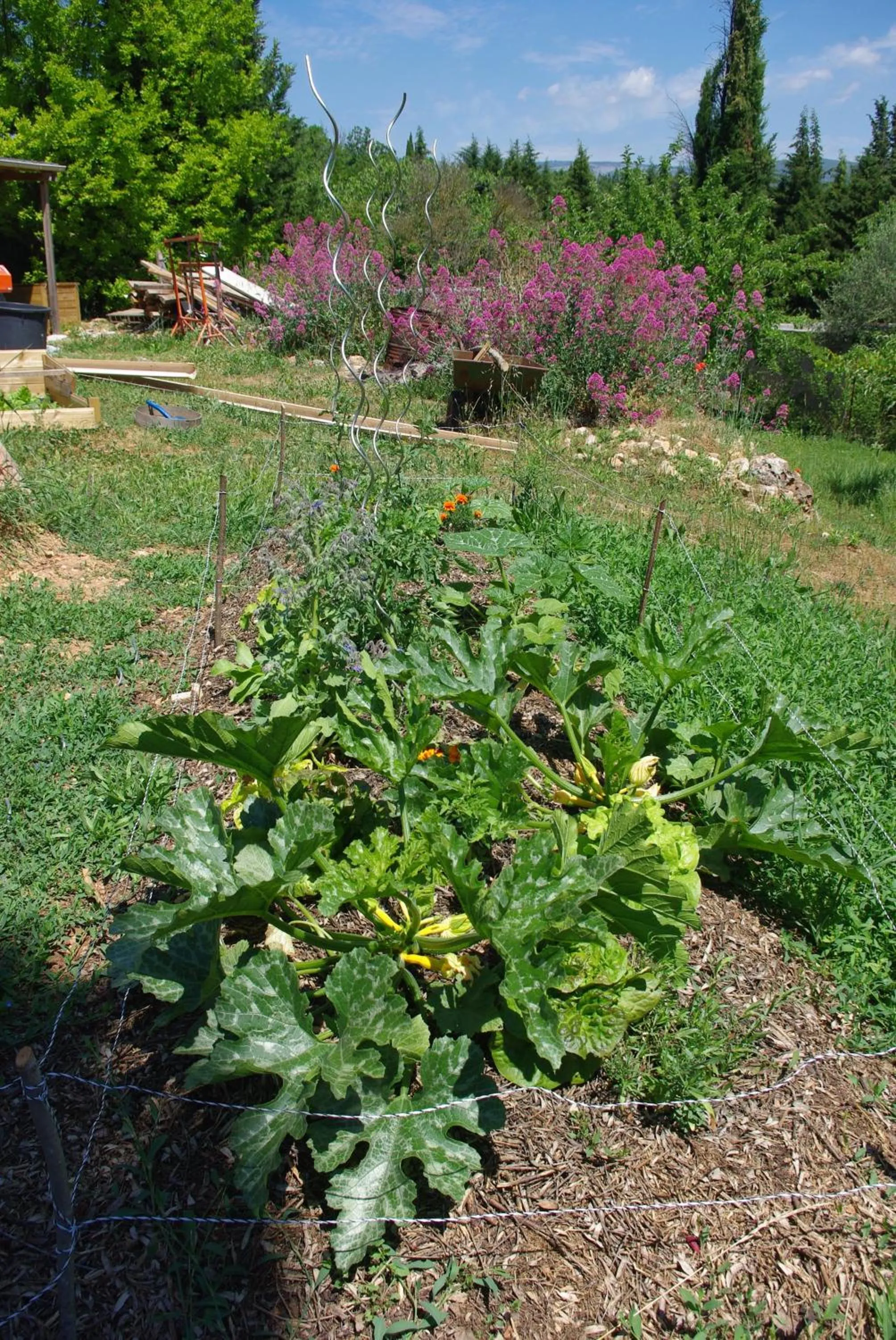 Garden in Chambres d'Hôtes Carpe Diem