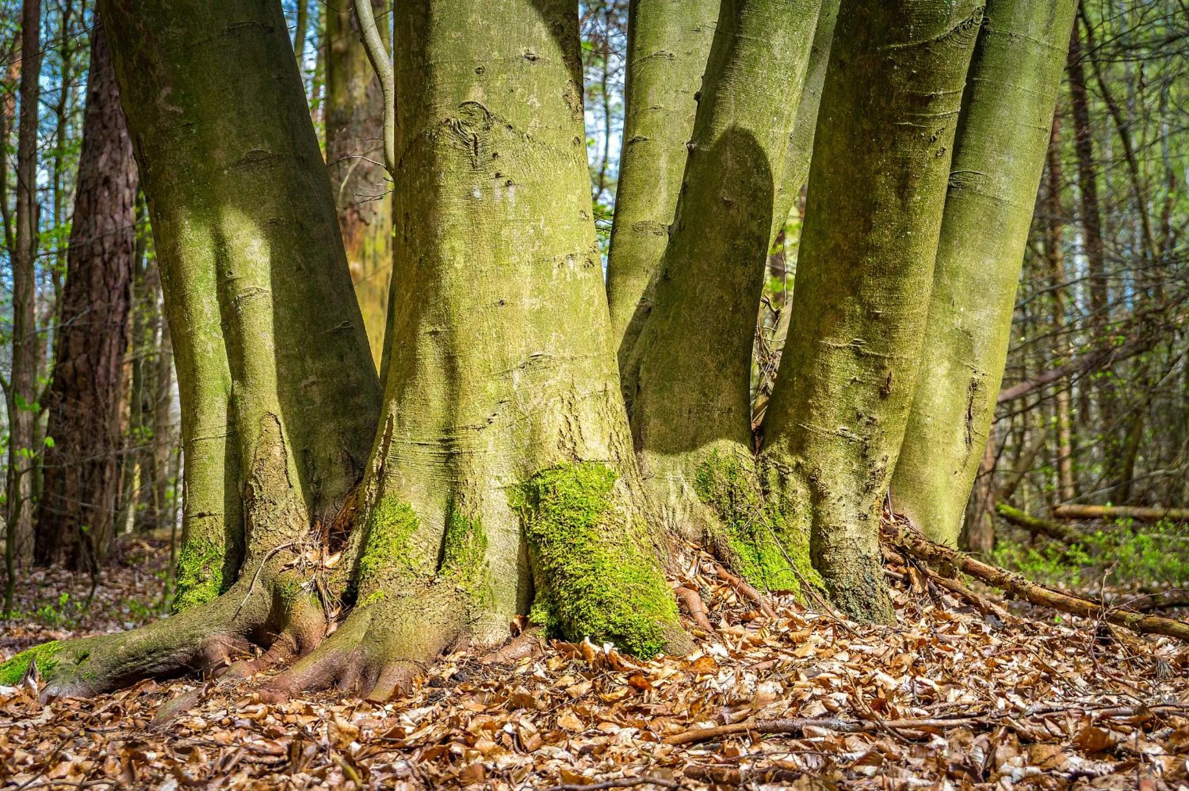 Natural landscape in Residenz am Ostufer