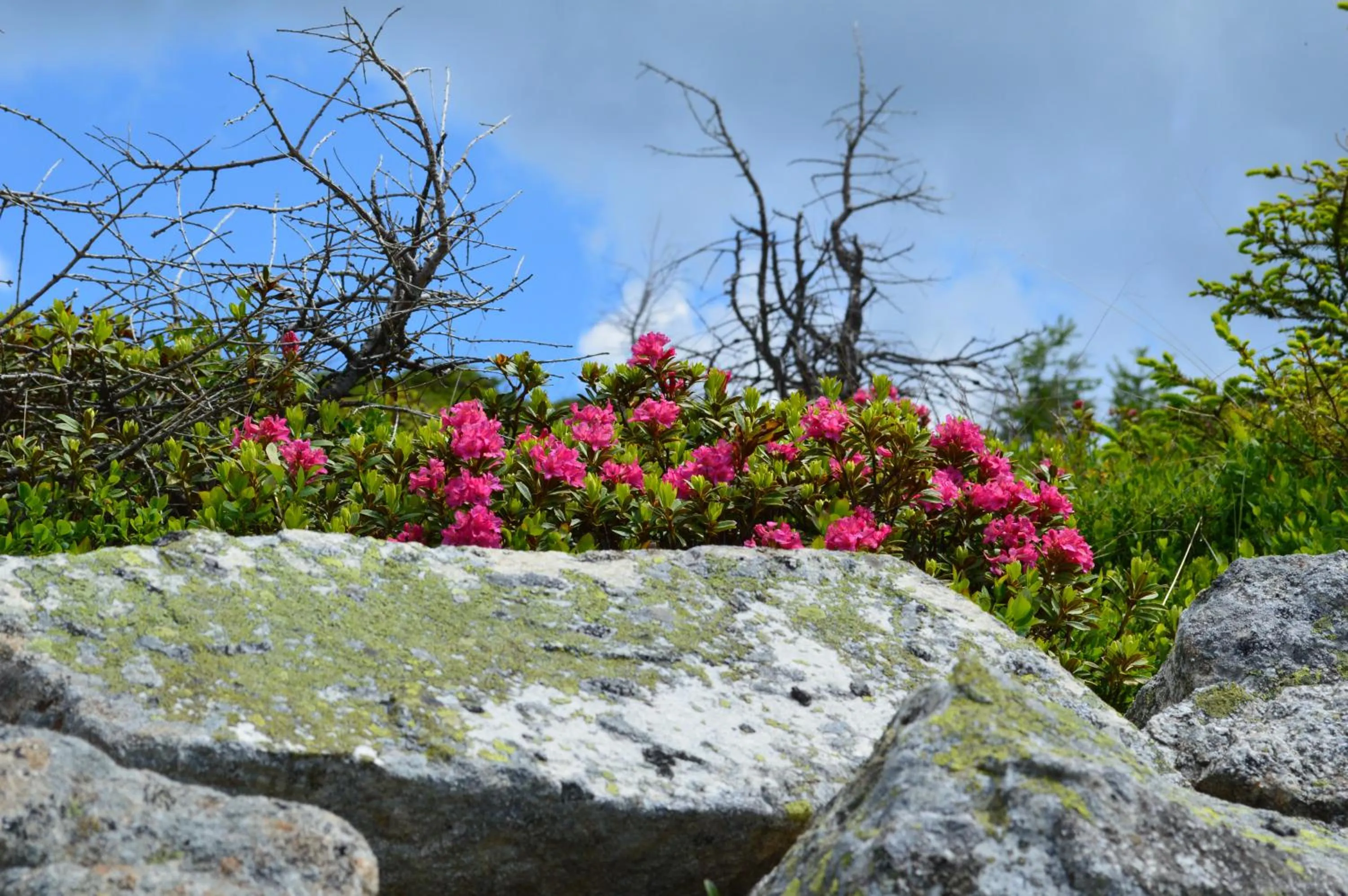 B&B Hotel Alpenrose Rooms & Apartments