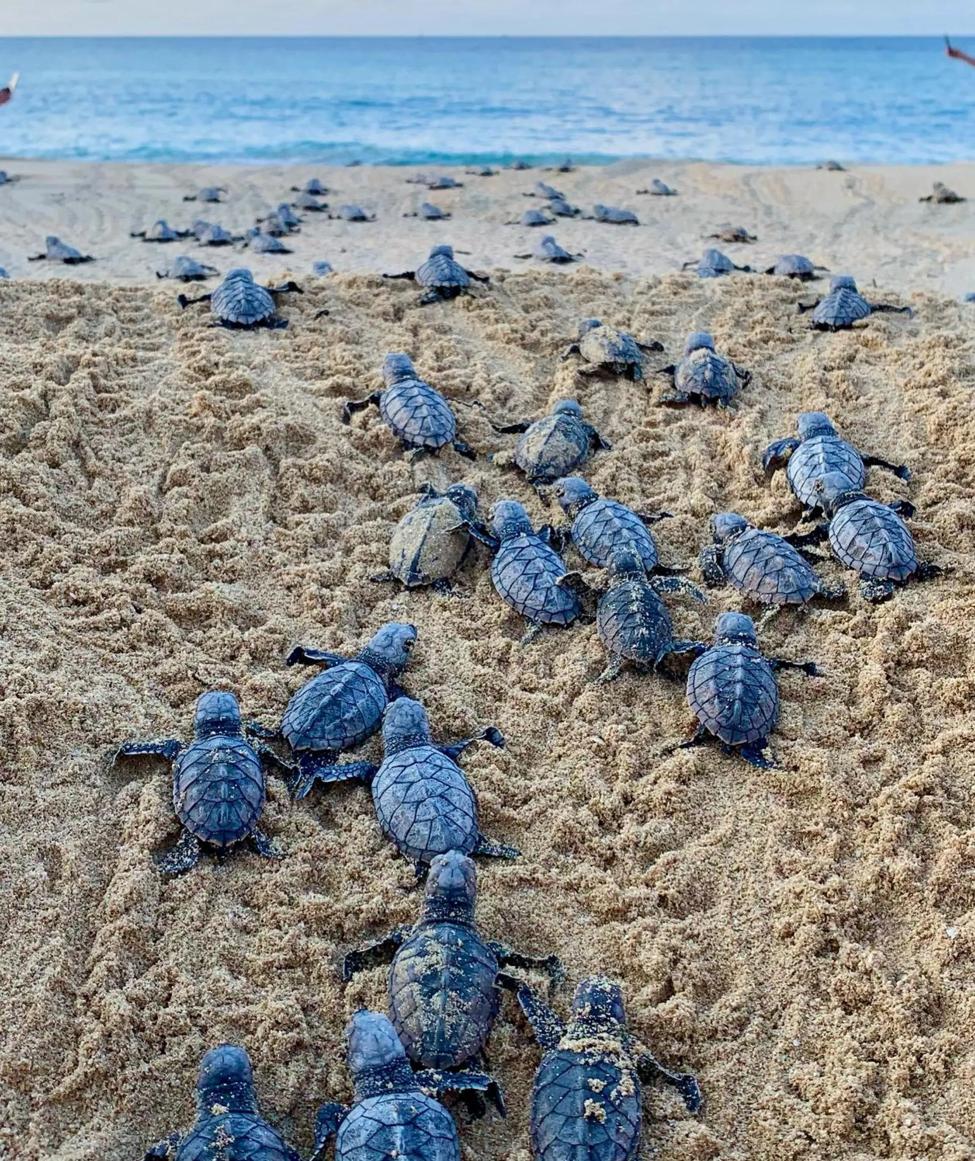 Natural landscape in Jamaica Inn