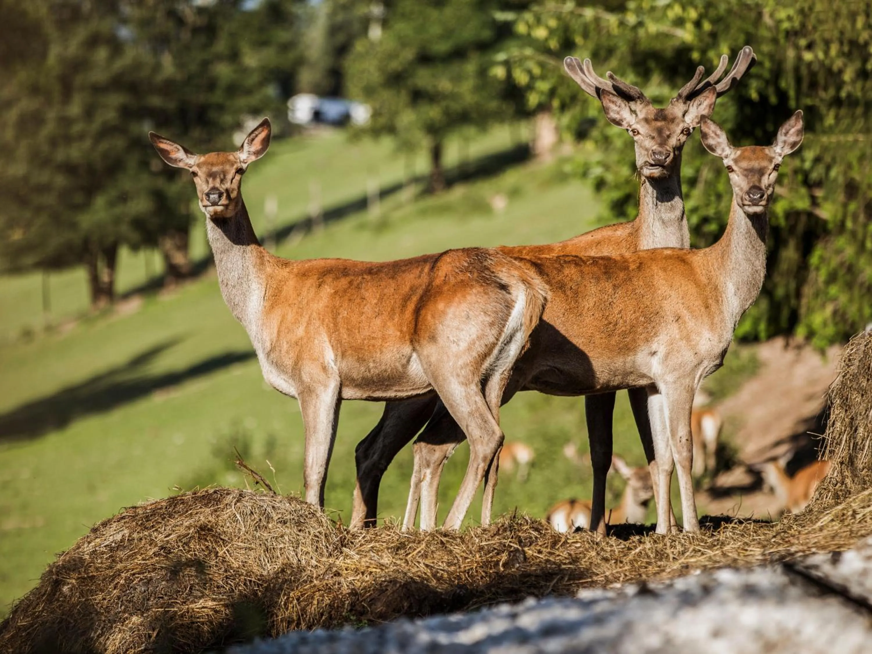 Animals in aja Bergresort Werfenweng