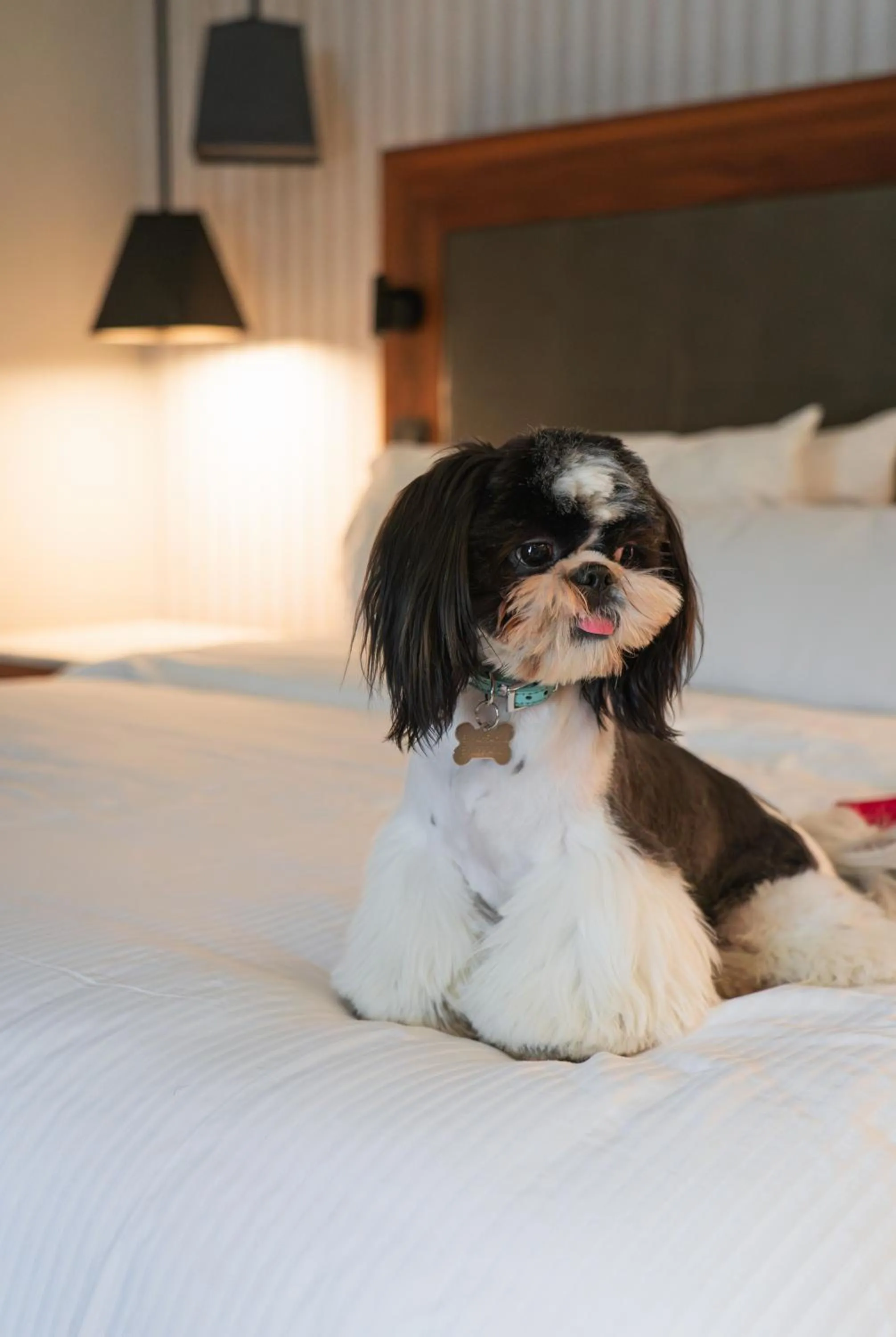 Pets, Bed in The Westin Monterrey Valle