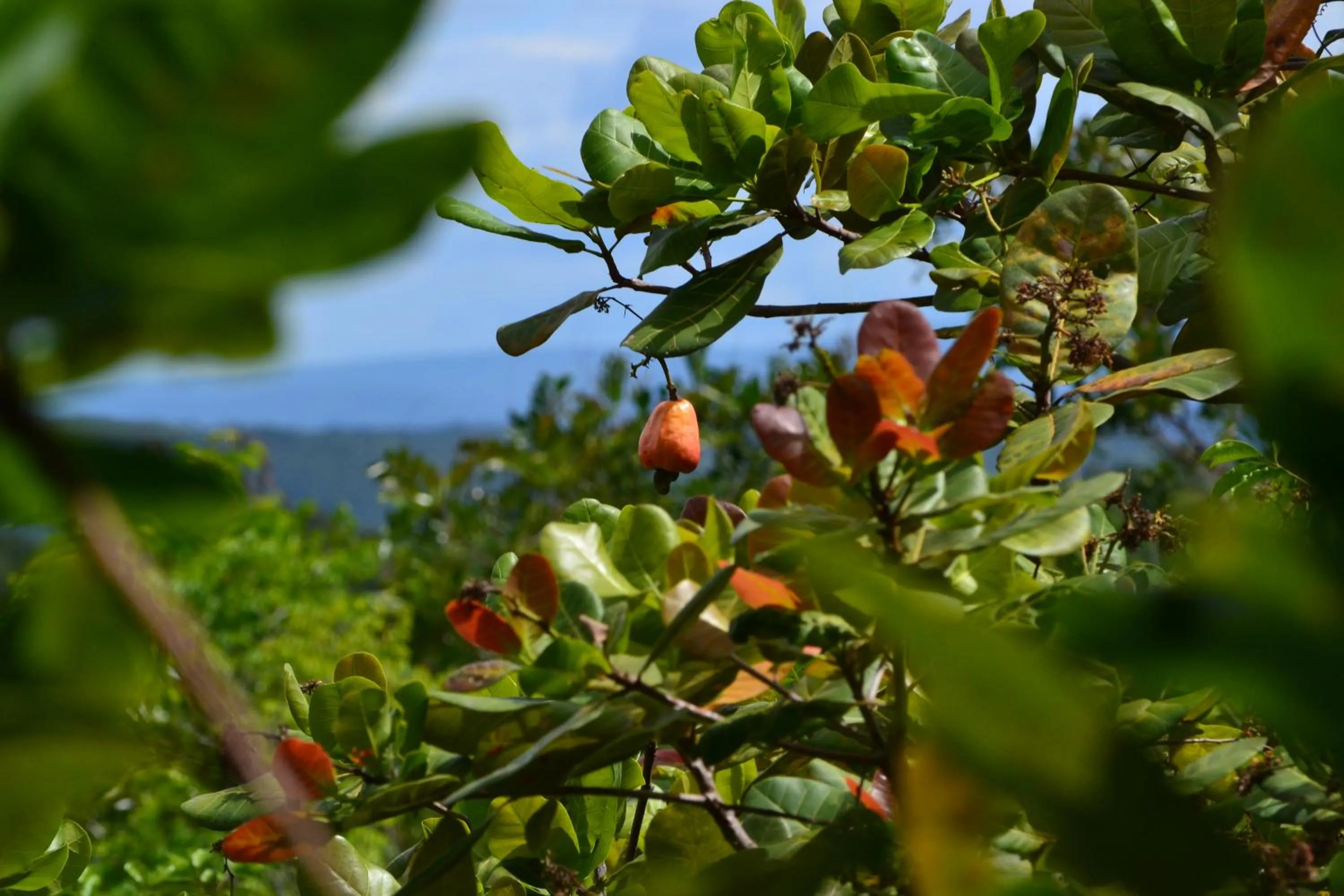 Garden in Pousada Alto do Cajueiro
