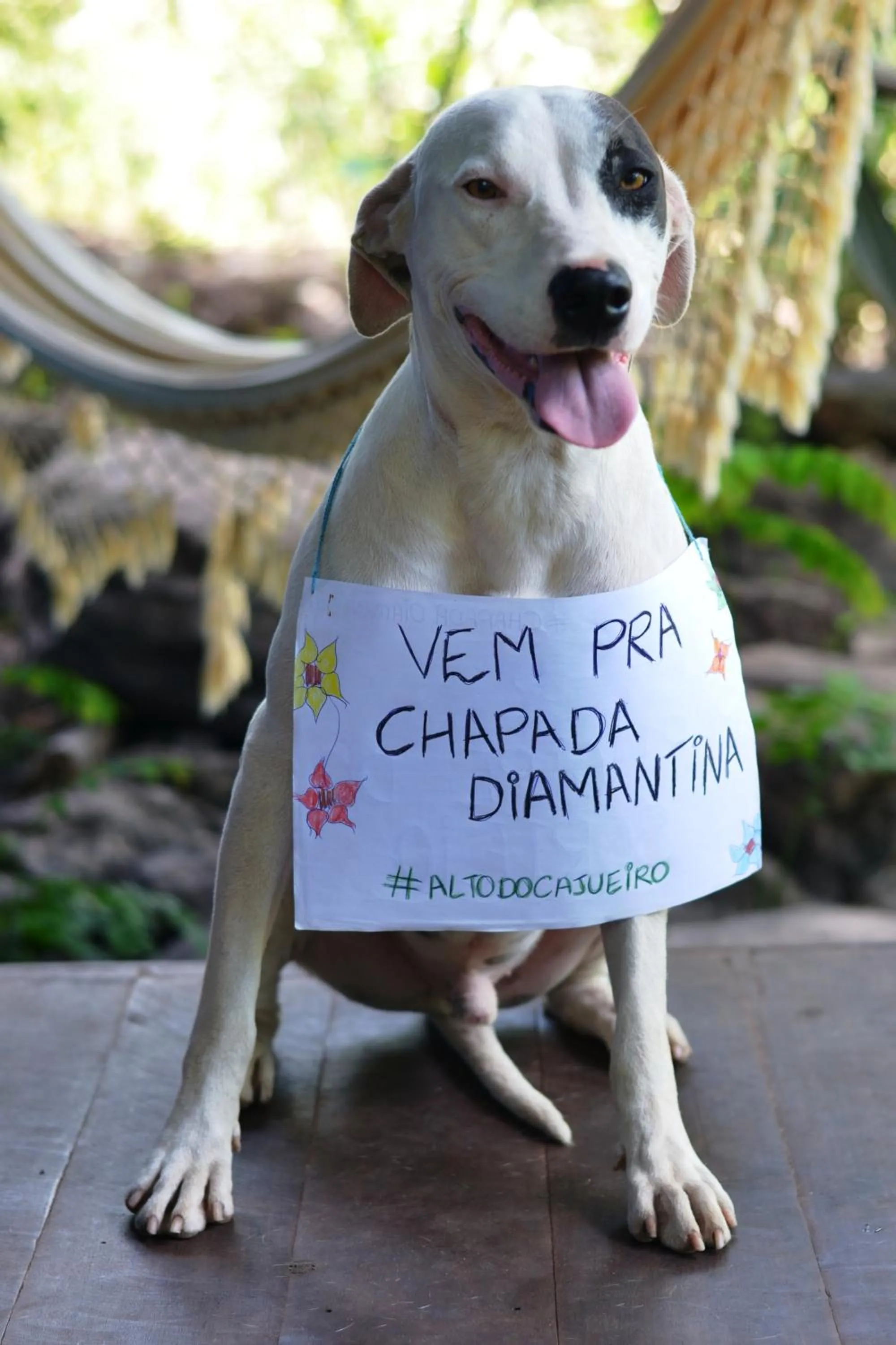 Animals in Pousada Alto do Cajueiro