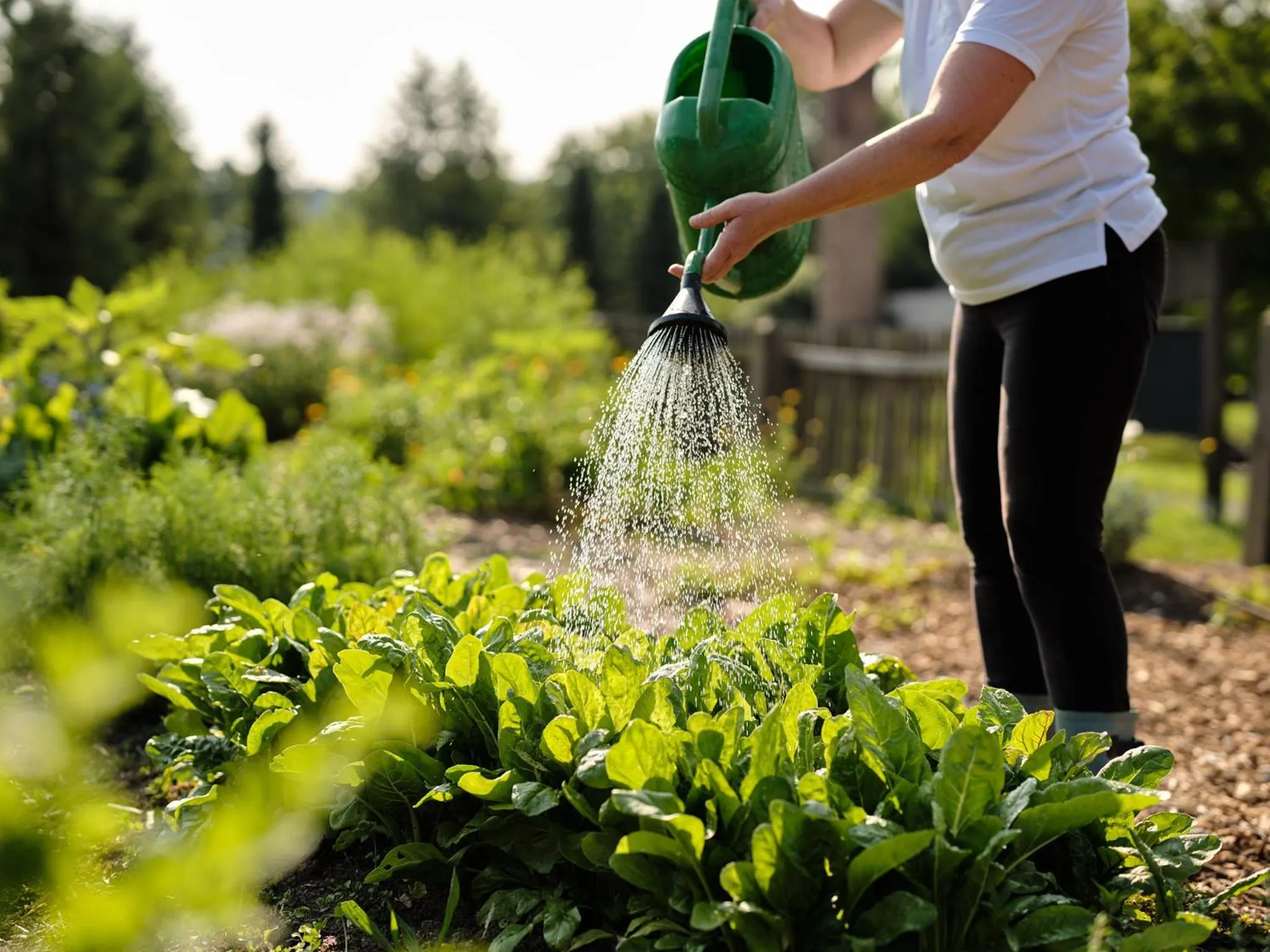 Garden in Hotel Sport - Terme Krka