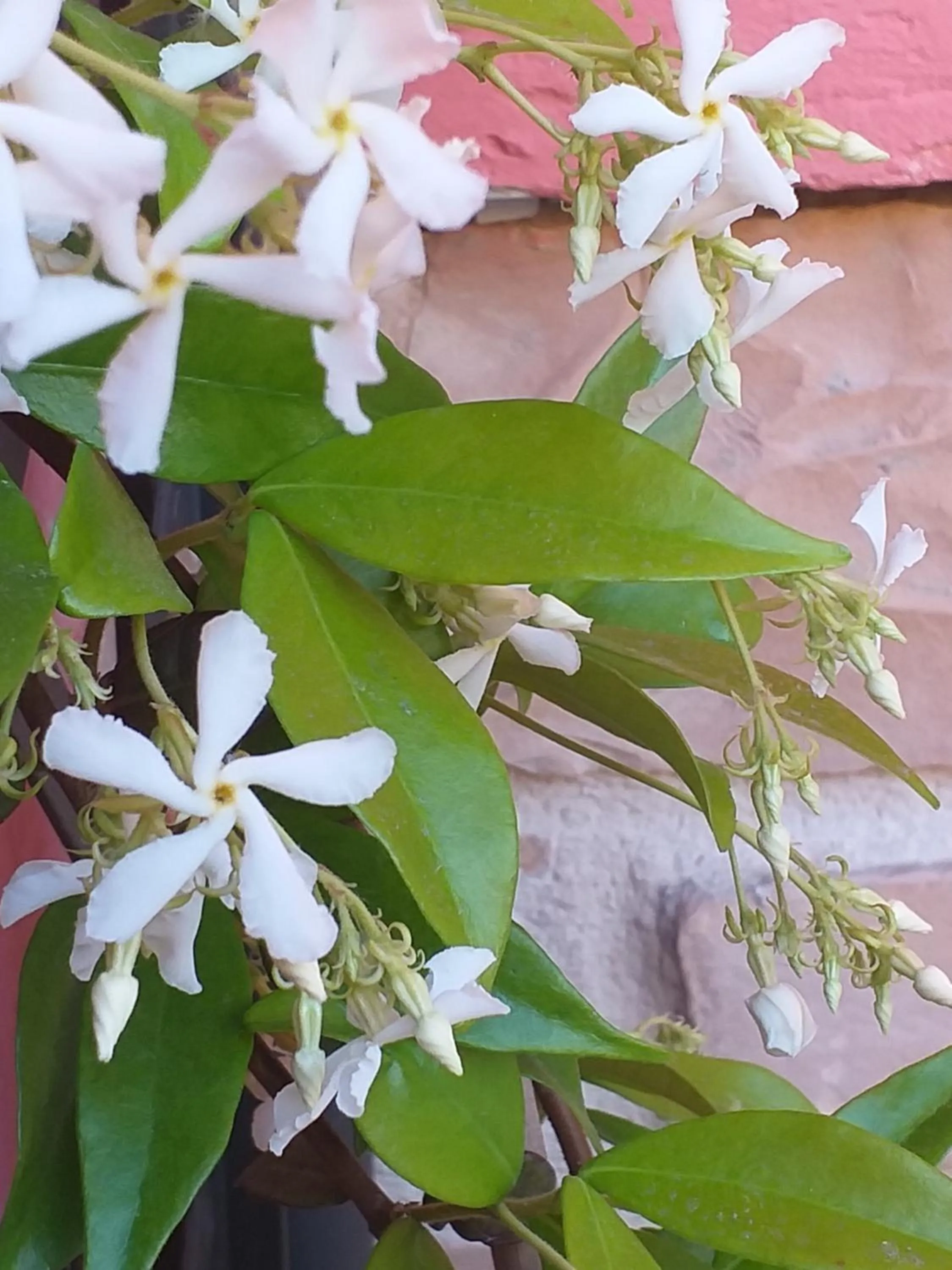 Garden in Bed & Breakfast La Rosa Rossa