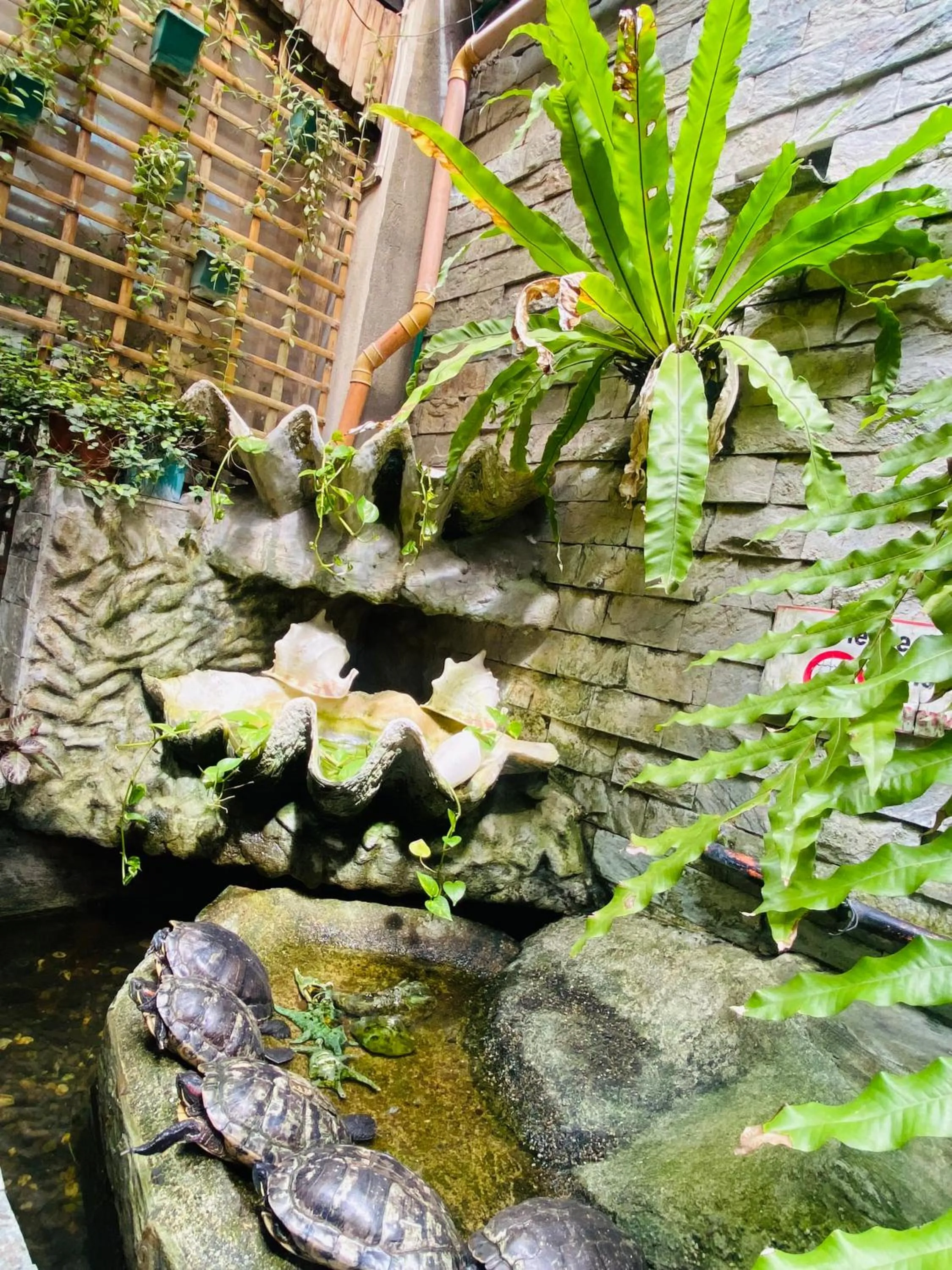 Pets in Nirvana Beach Resort