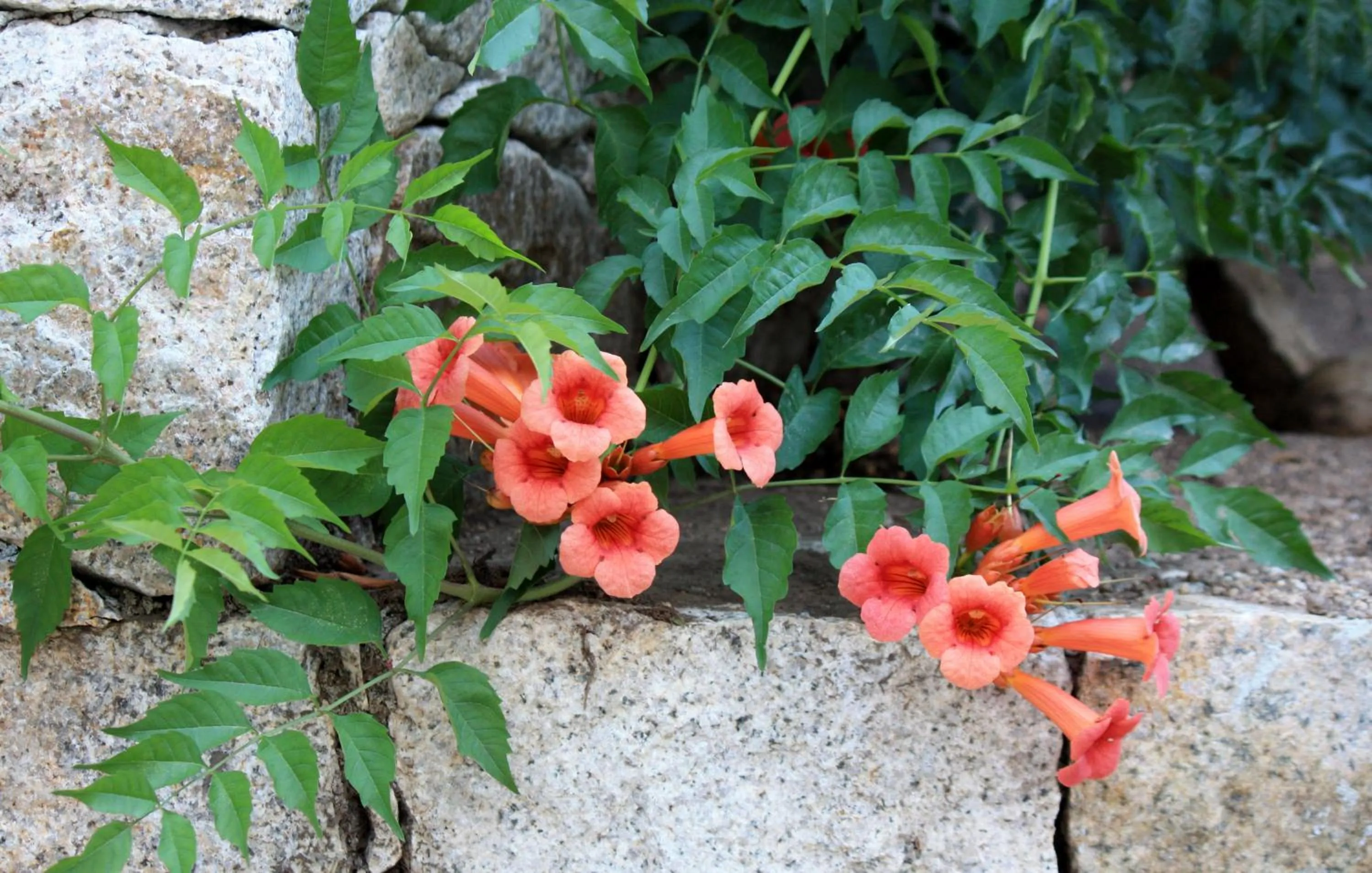 Spring in Hôtel et Résidence Benista
