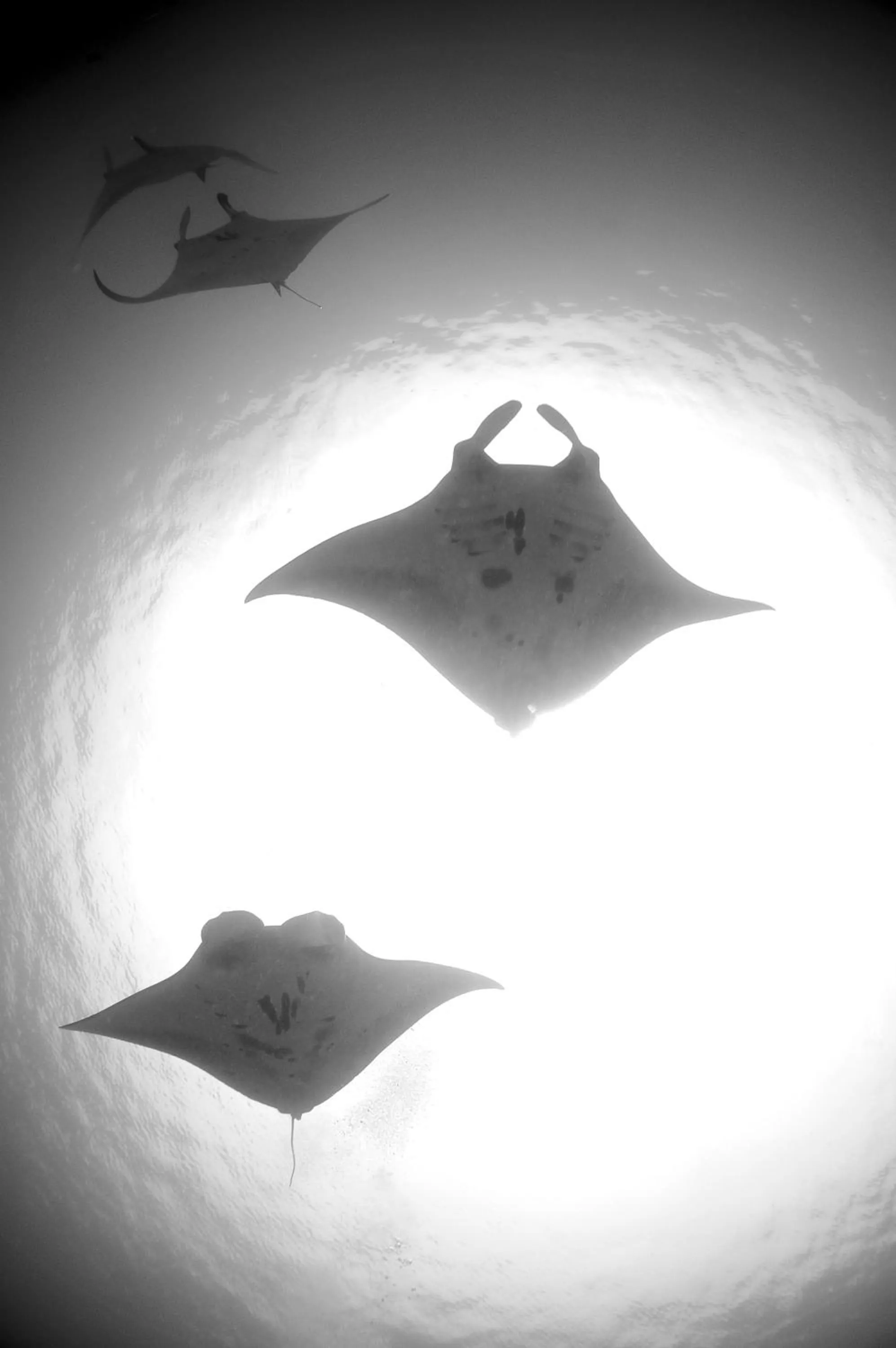 Diving in Komodo Resort