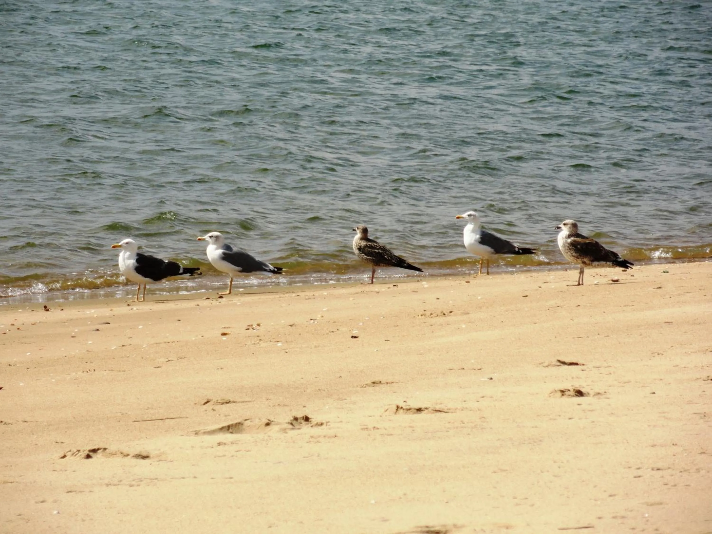 Beach in Alagoa Azul