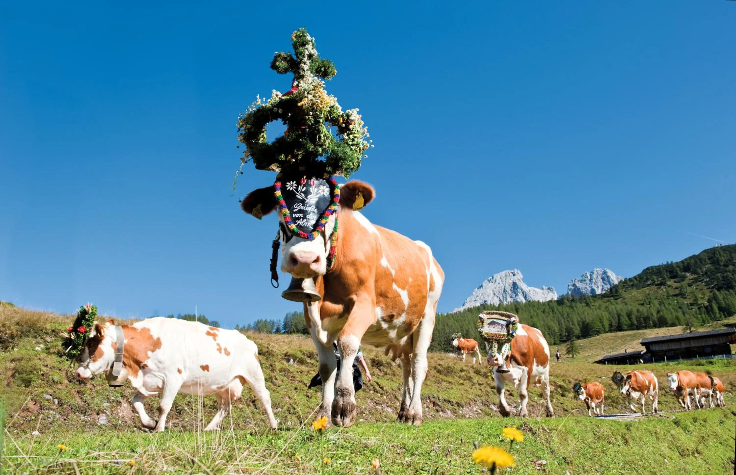 Animals in meiZeit Lodge