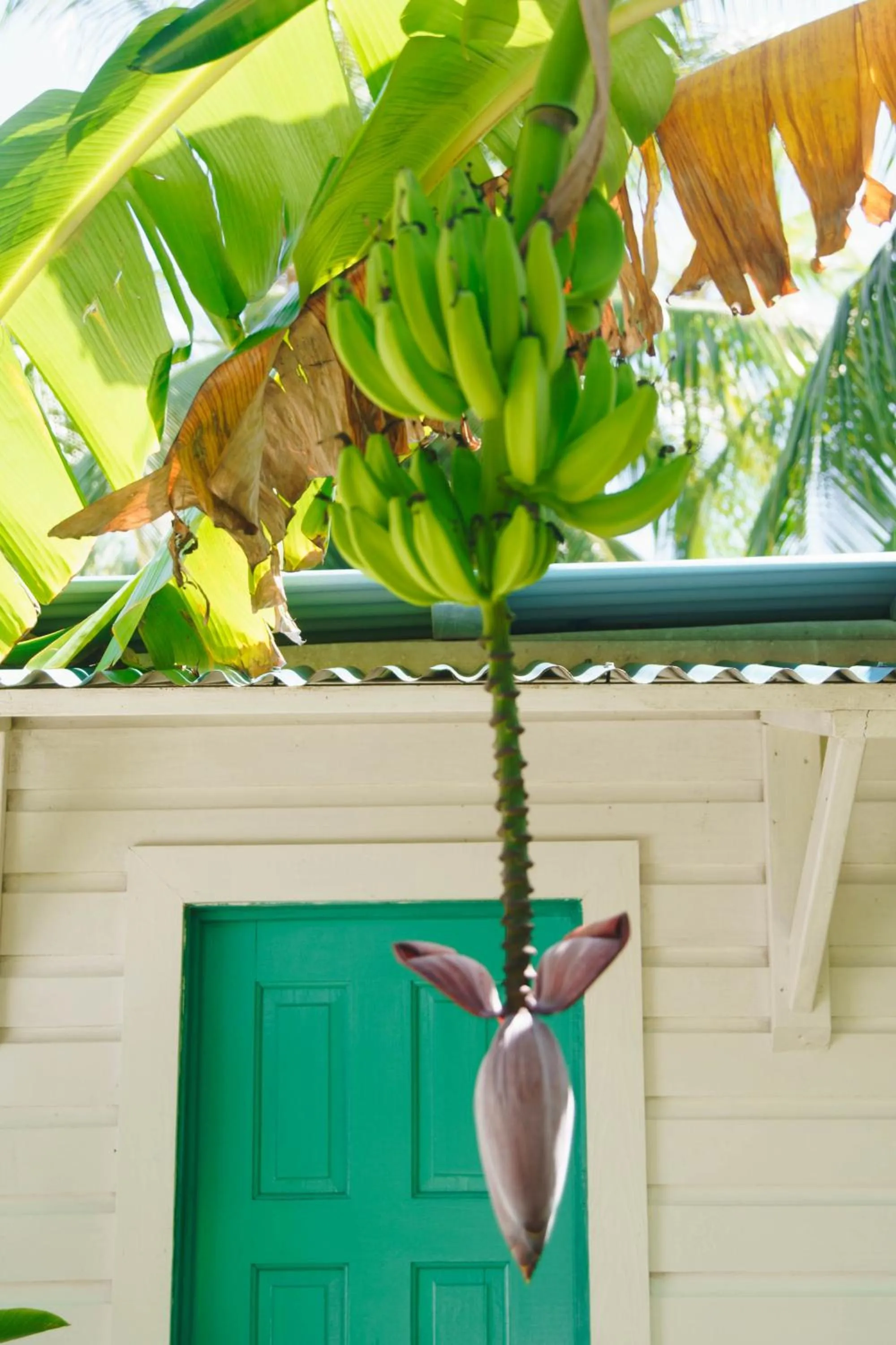 Garden view in RIVA B&B