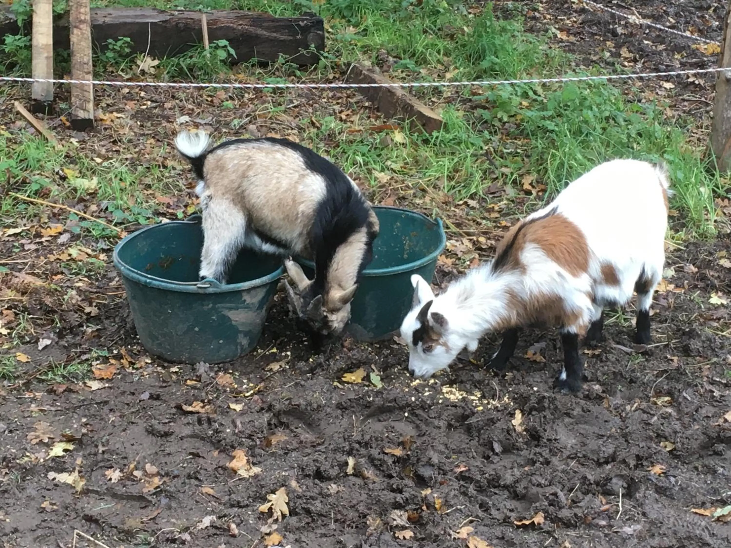 Pets in Les Fermes de Kercadoret