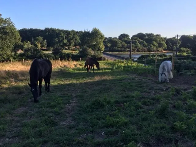 Natural landscape in Les Fermes de Kercadoret