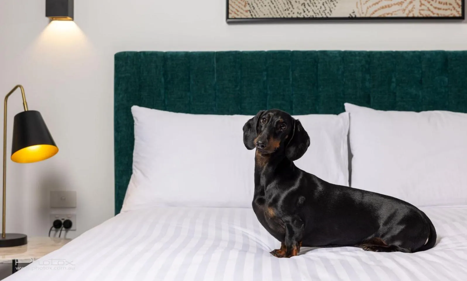 Pets, Bed in The Sebel Canberra Civic