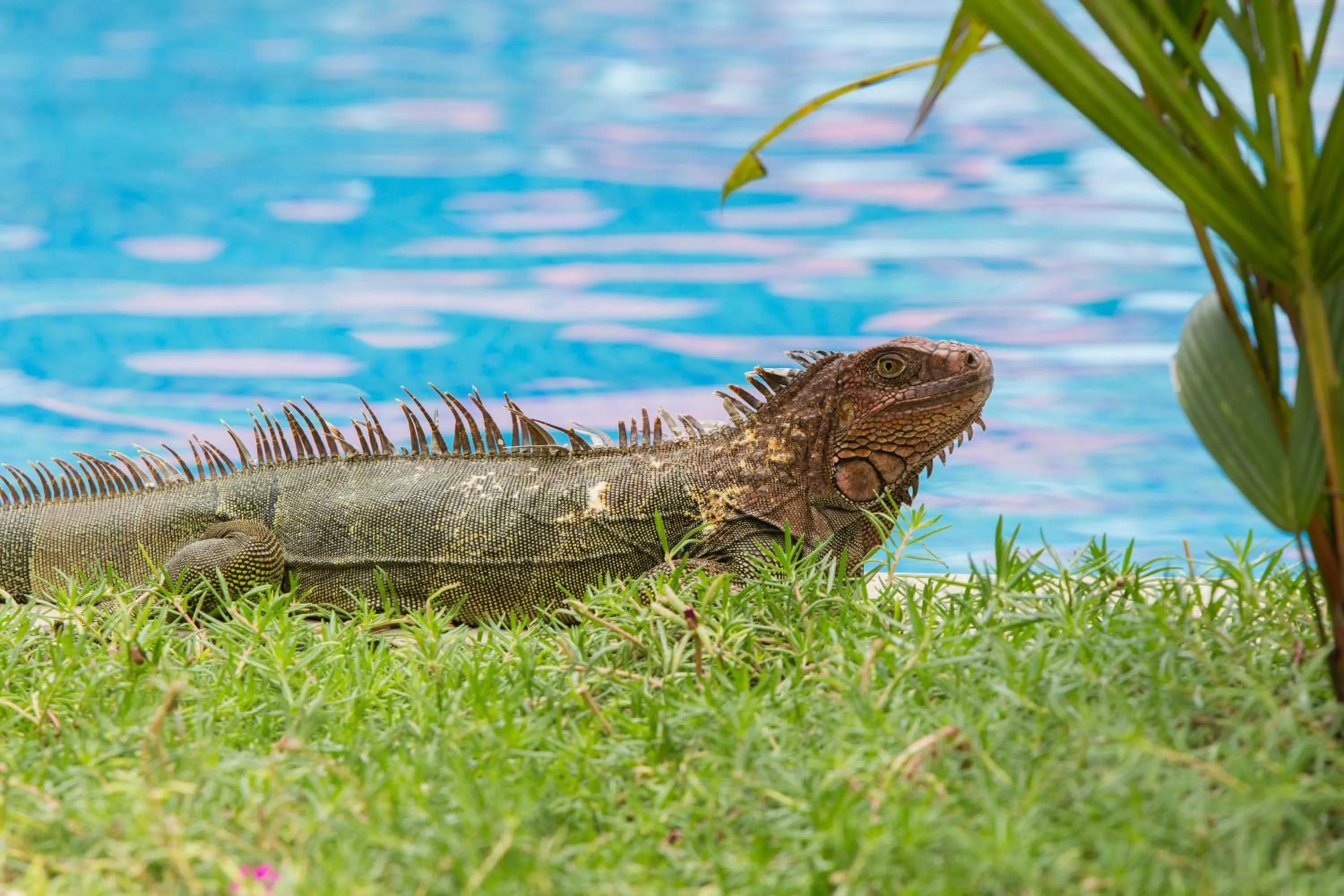 Garden in Club del Mar Oceanfront