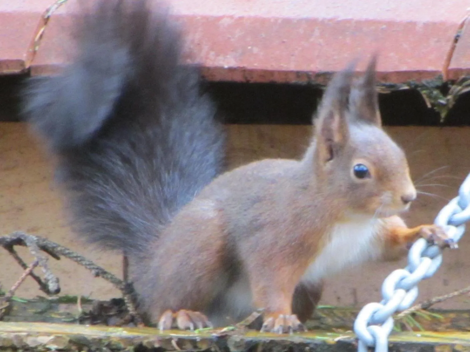 Animals in Chambres d'hôtes La Gargaille