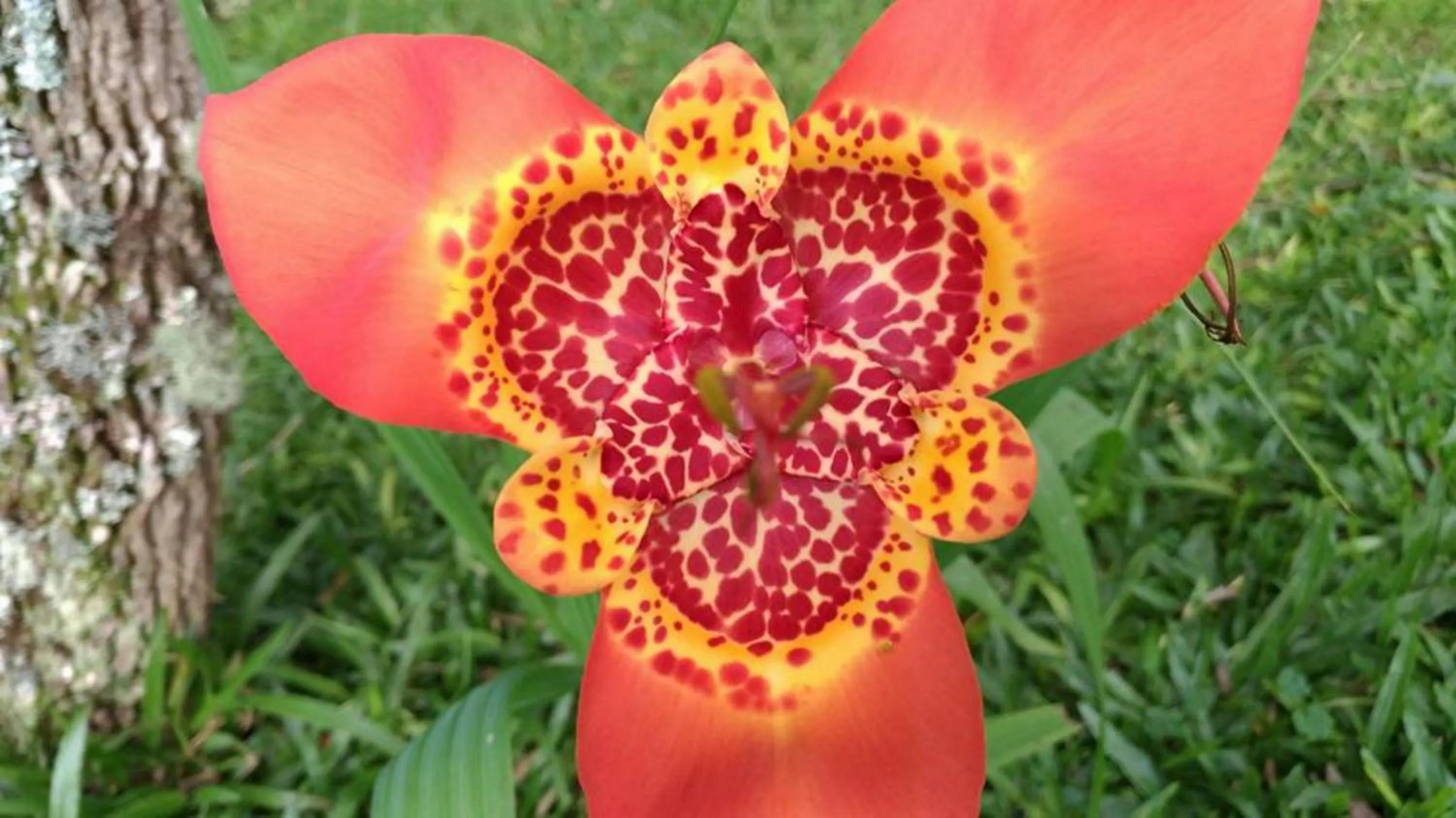 View (from property/room) in Pousada Cantinho das Estrelas