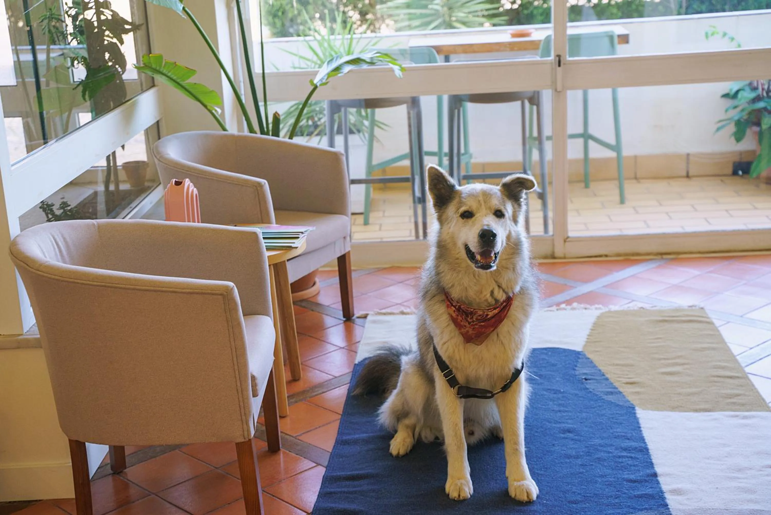 pet friendly in WOT Lagos Montemar Soul