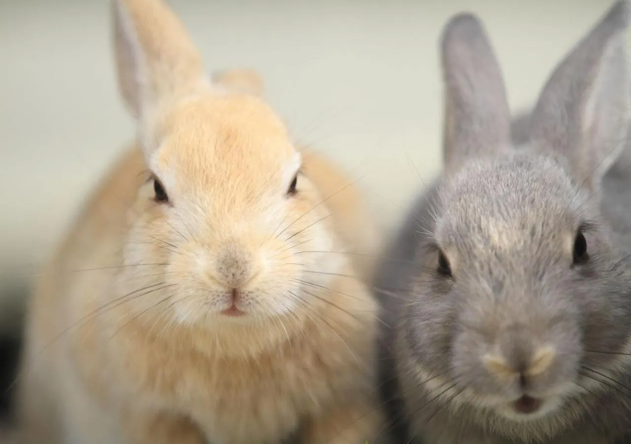 Kyukamura Ohkunoshima