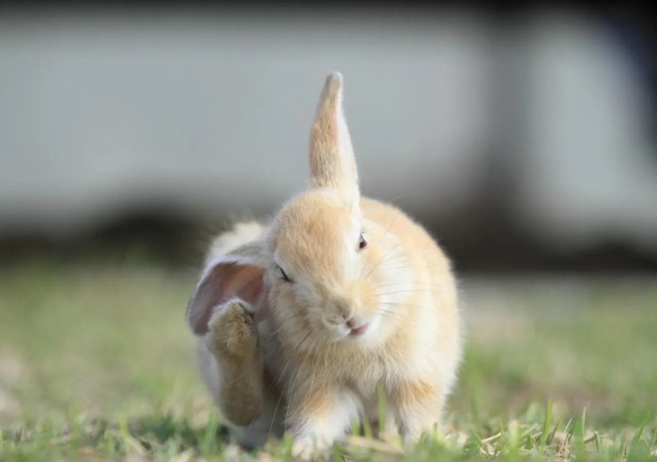 Kyukamura Ohkunoshima