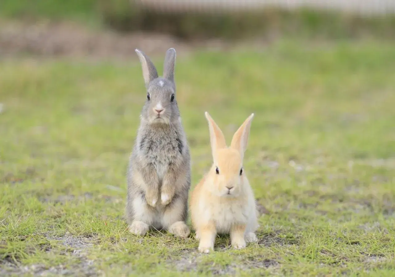 Kyukamura Ohkunoshima Kyukamura Ohkunoshima