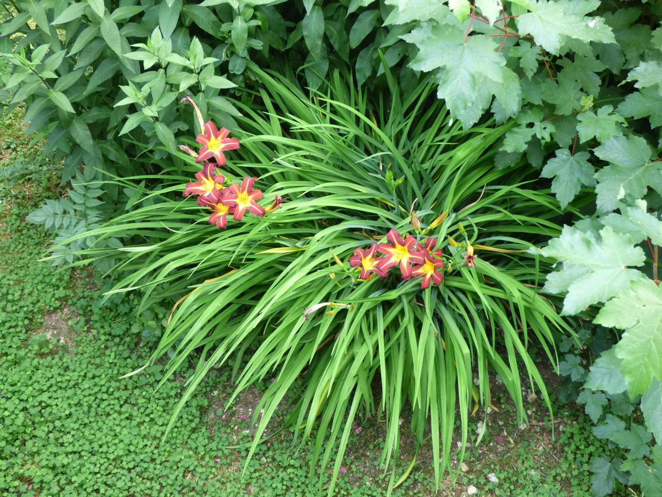 Natural landscape in Hotel Restaurant La Chaumiere du Lac